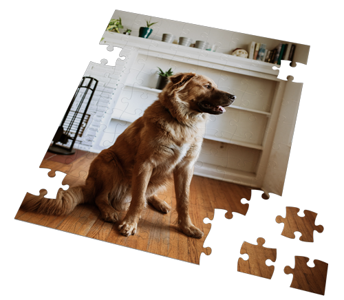 A dog is sitting on a wooden floor in a puzzle