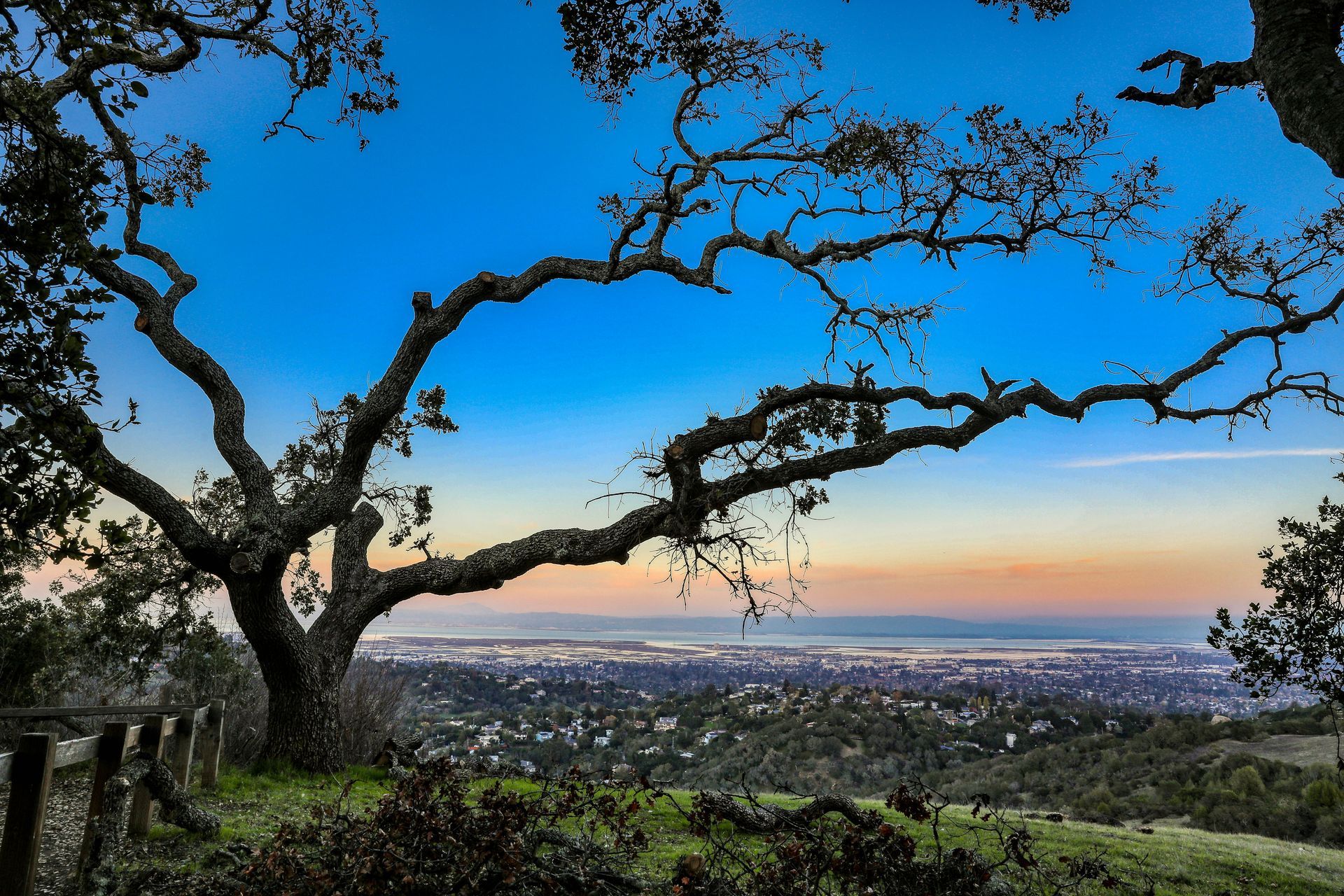 A sign for redwood city is surrounded by trees and flowers