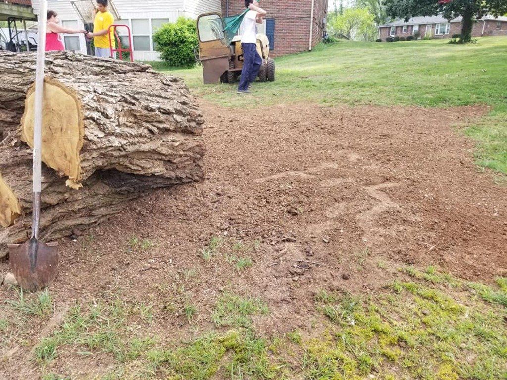 Freshly Removed Stump