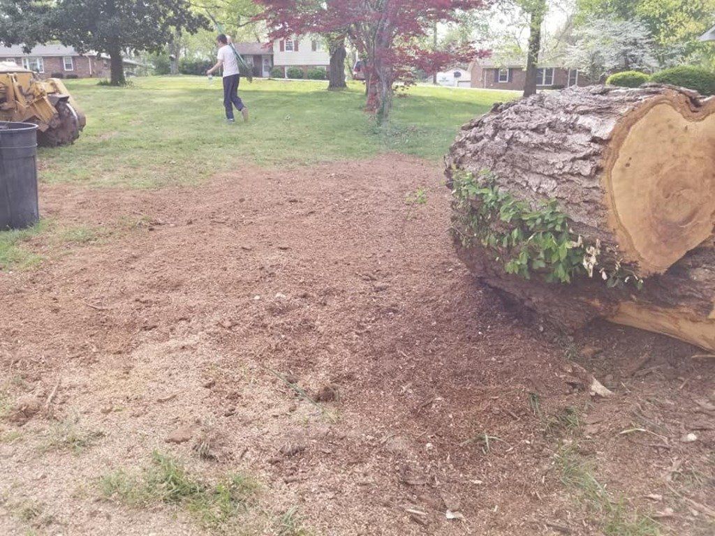 Tree Stump Cleanup