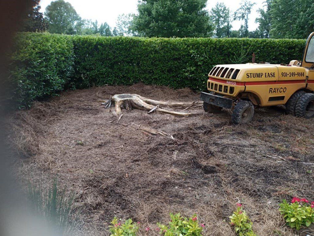 Before Tree Stump Removal in Garden