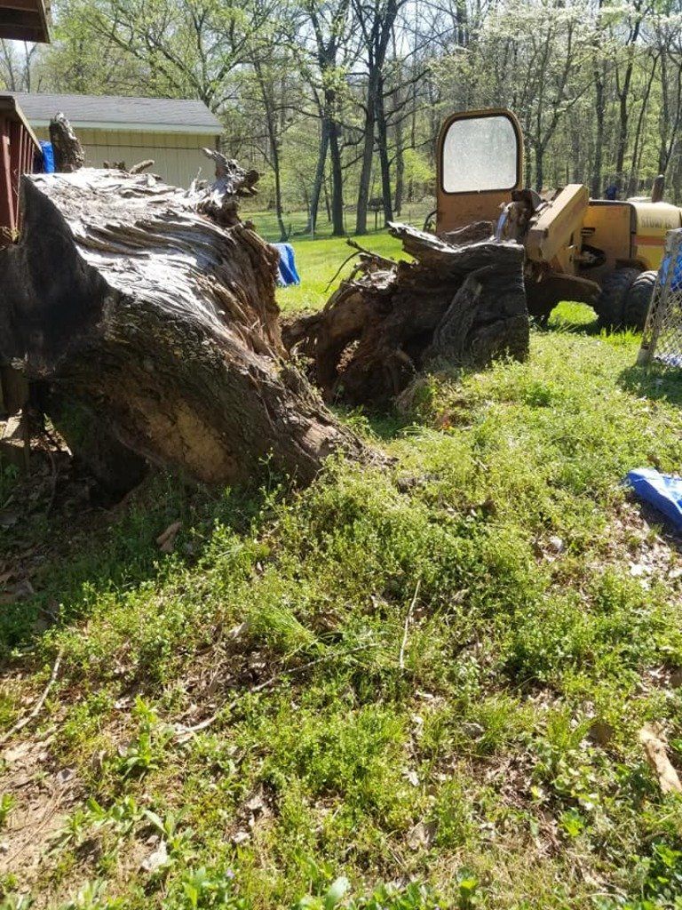 Removing Tree Stump