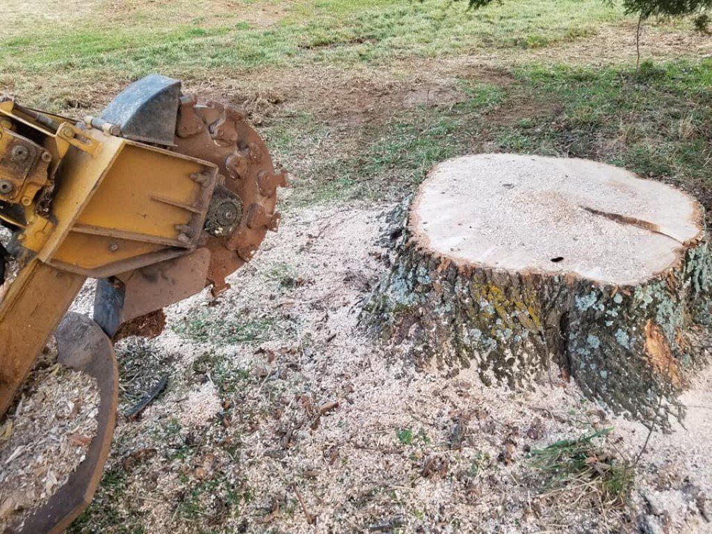 Before Tree Stump Grinding