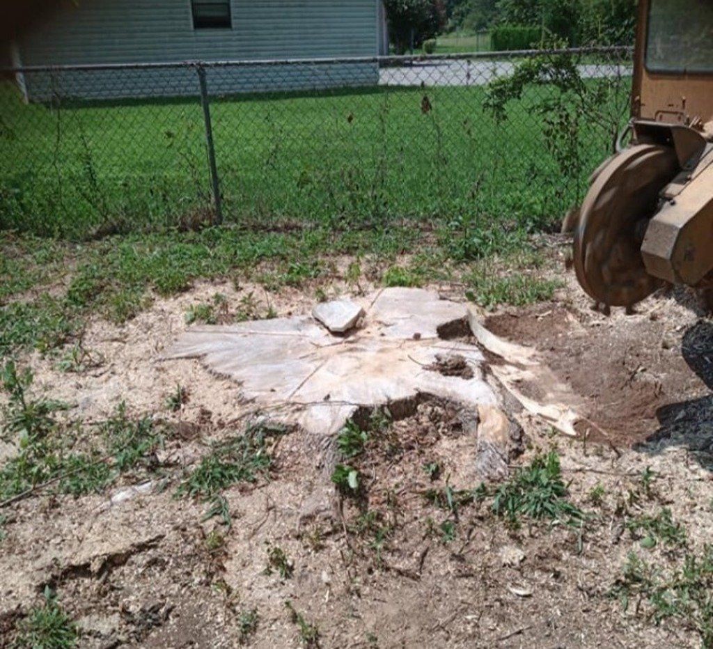 Before Tree Stump Removal