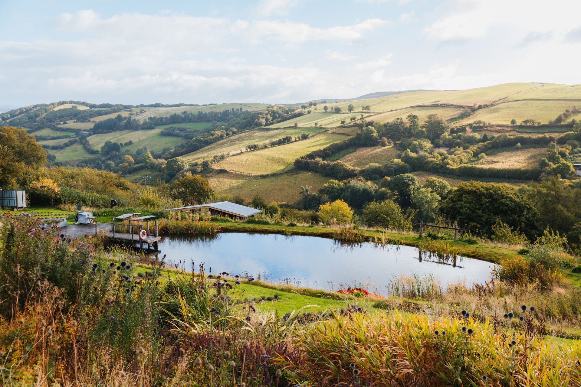 The swimming pond at Welsh Lavender 