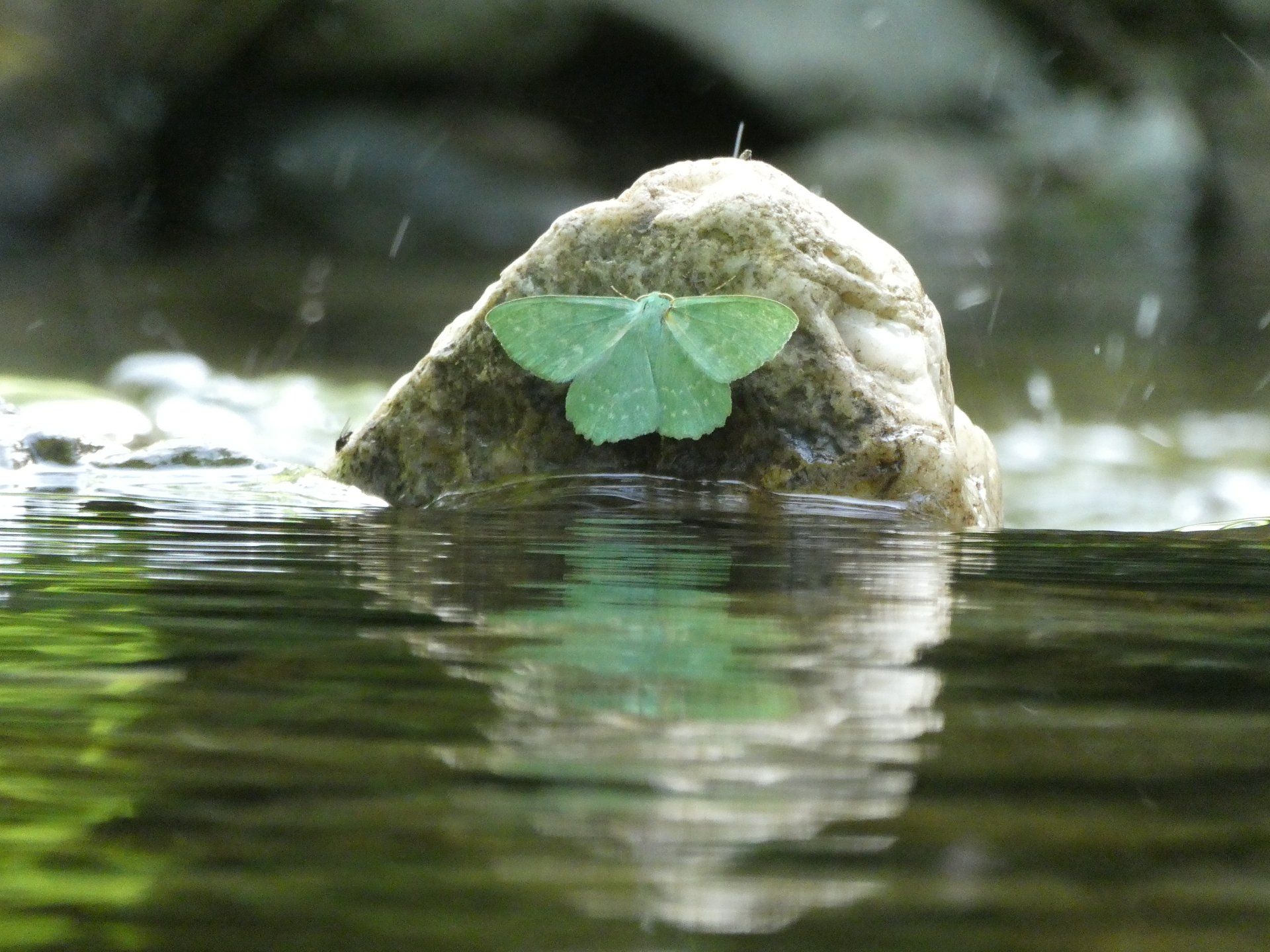 Nature friendly holidays Brecon Beacons Cambrian Mountains