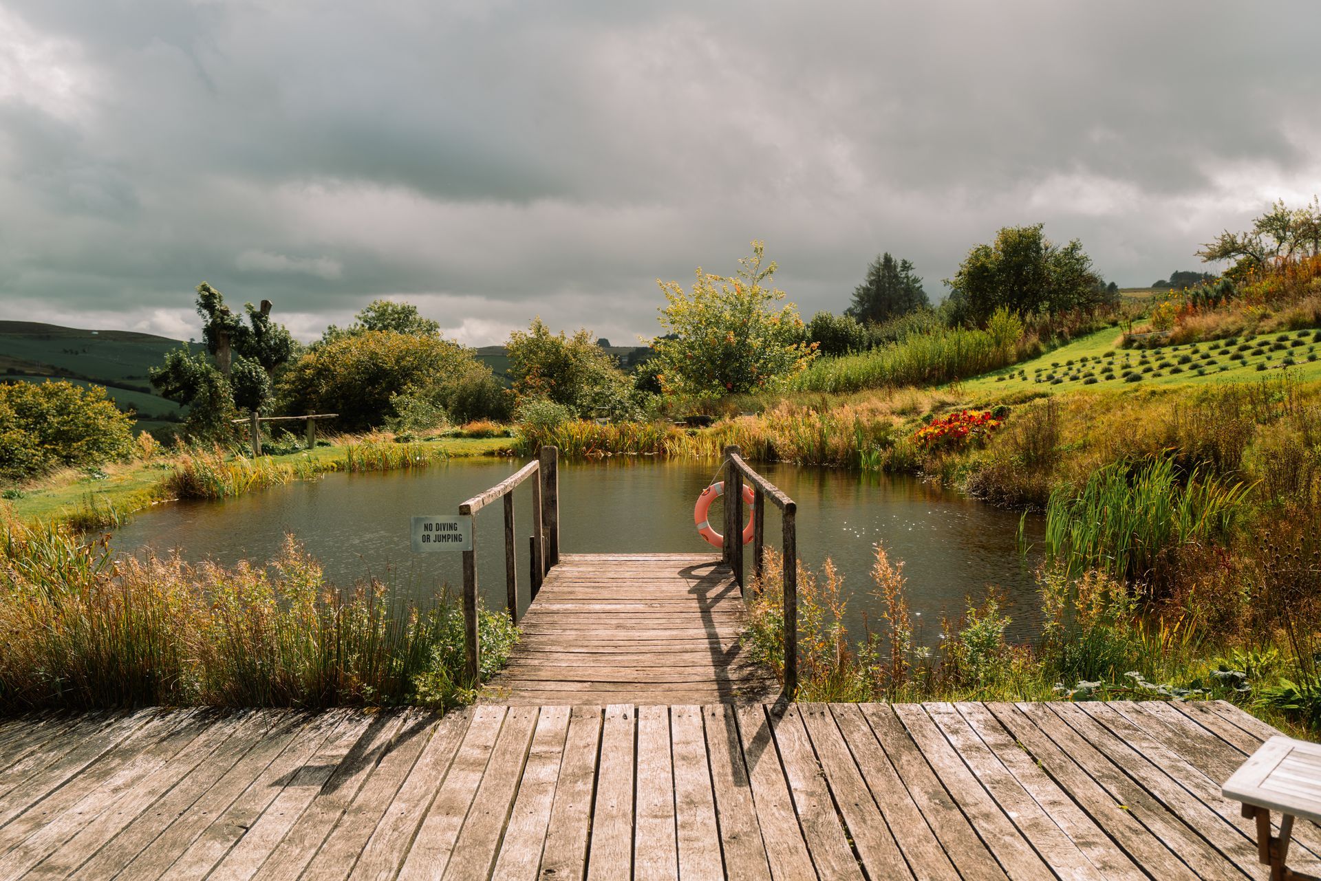 The swimming pond at Welsh Lavender near Builth Wells 