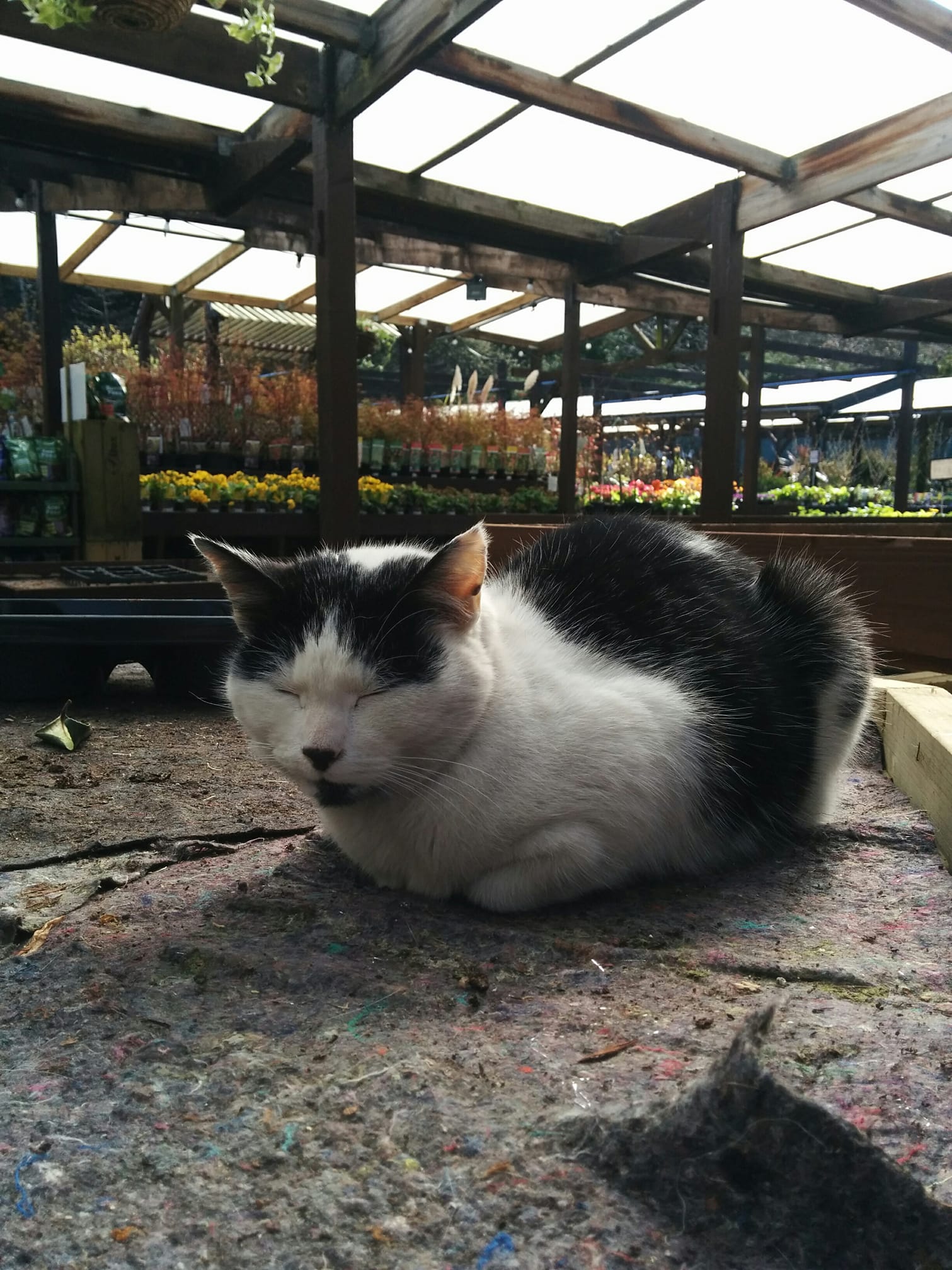 Valleyside Garden Centre Your traditional garden centre in Sheffield