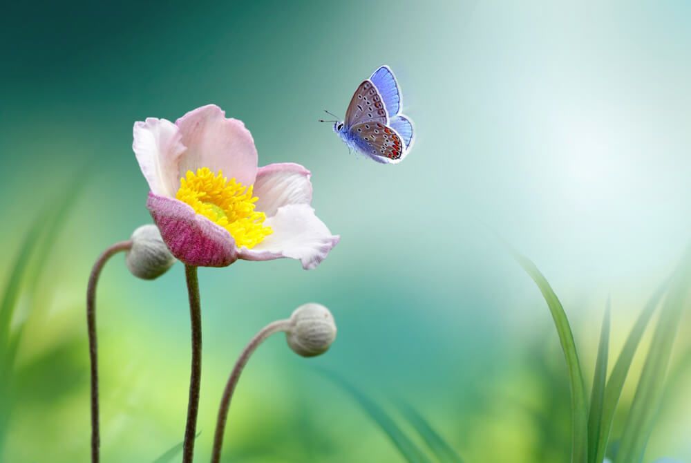 Blue butterfly flying around the flower — No Attendance, No Service Cremation in The Entrance, NSW