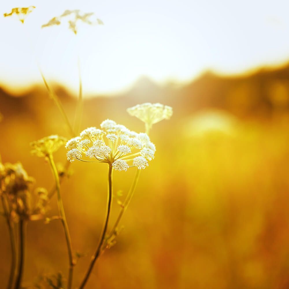 Vintage White Flower in Sunset — Personalised Burial Services in The Entrance, NSW