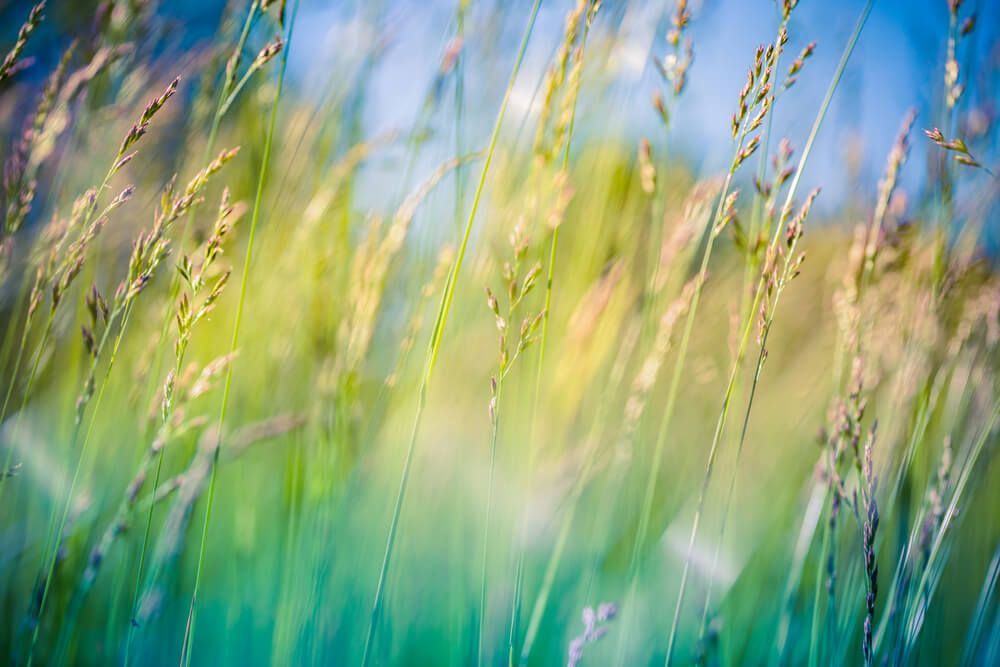 Grass Field — Prepaid Funerals in The Entrance, NSW