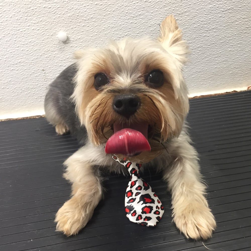 Dog with tie on