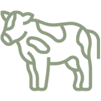 A line drawing of a cow standing on a white background.