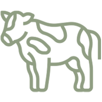 a line drawing of a cow standing on a white background .
