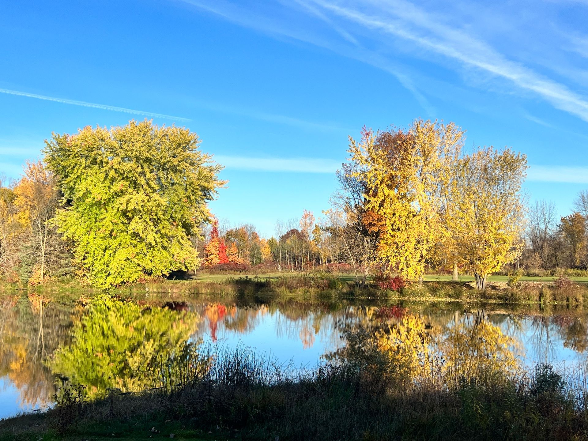 A lake surrounded by trees on a sunny day