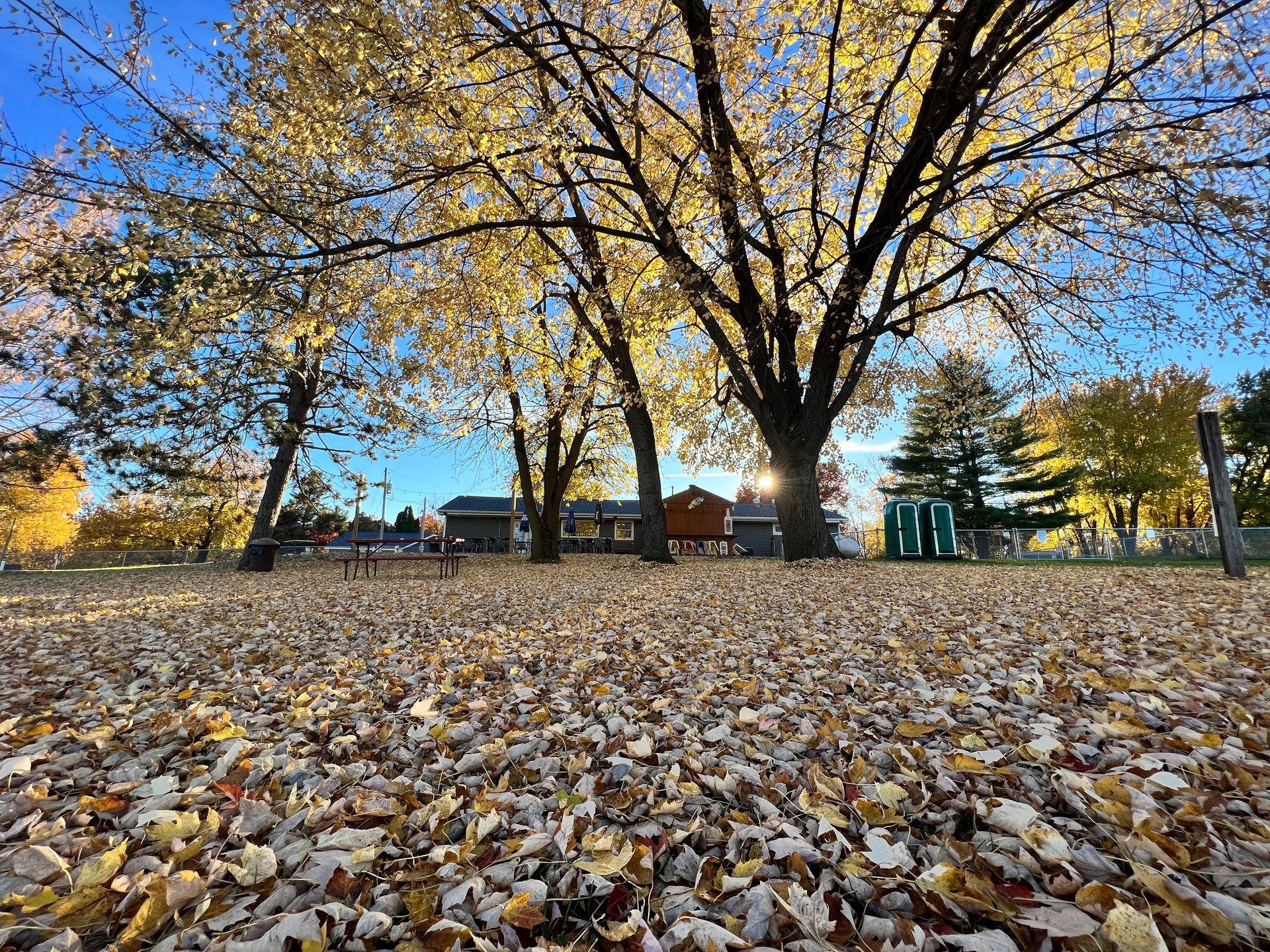 A pile of leaves on the ground in a park with trees in the background.