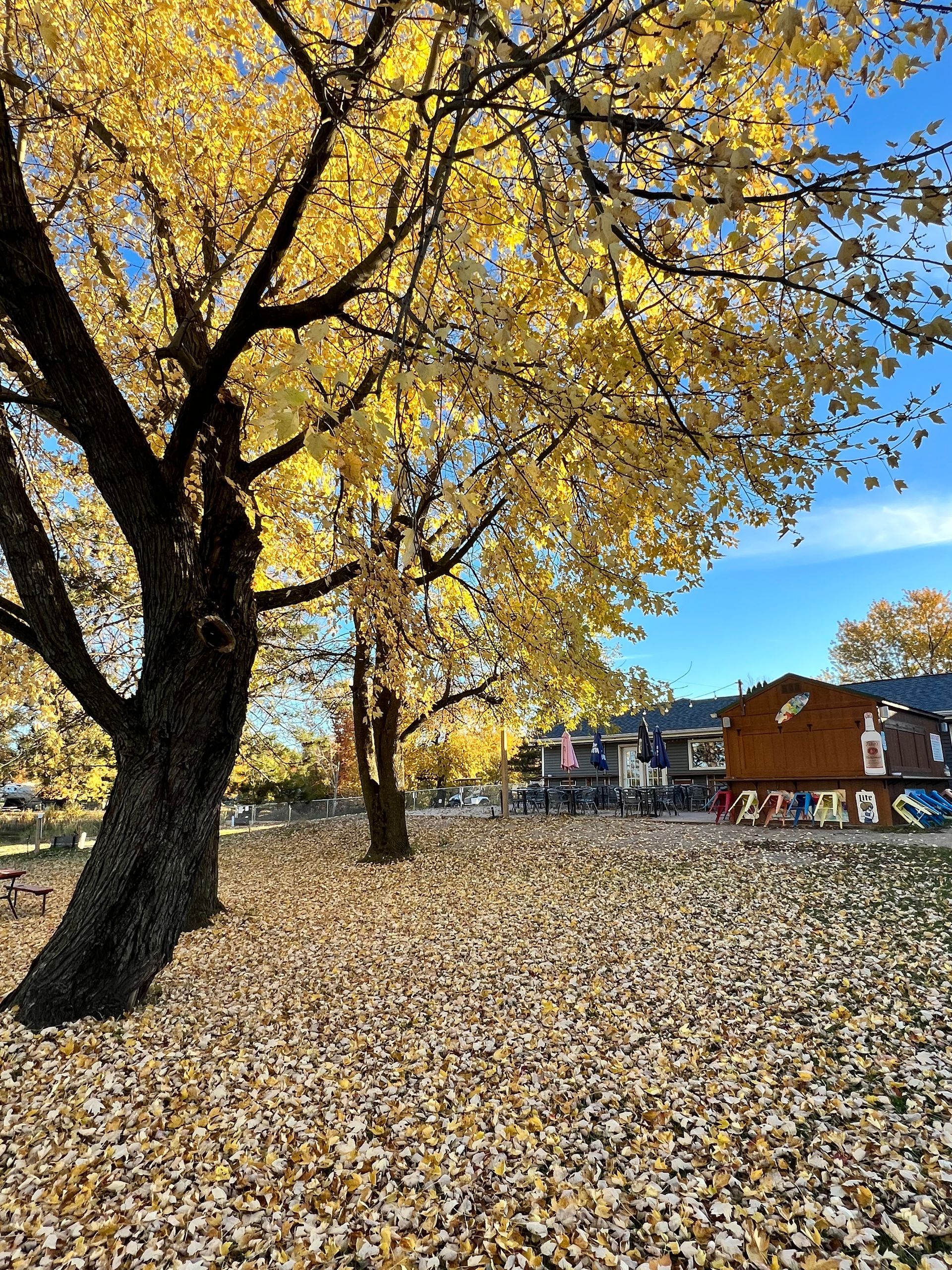 A tree with yellow leaves is surrounded by a pile of leaves.