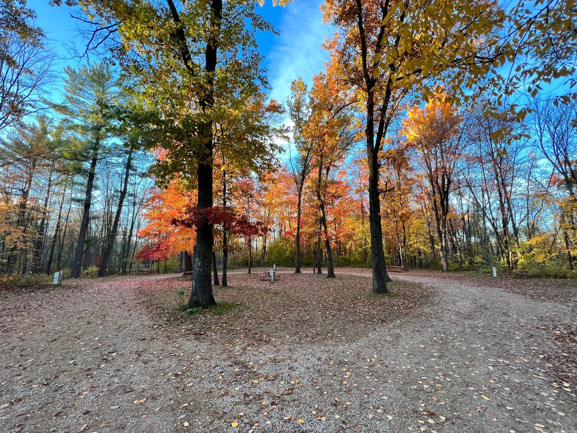 A dirt road in the middle of a forest with trees covered in leaves.