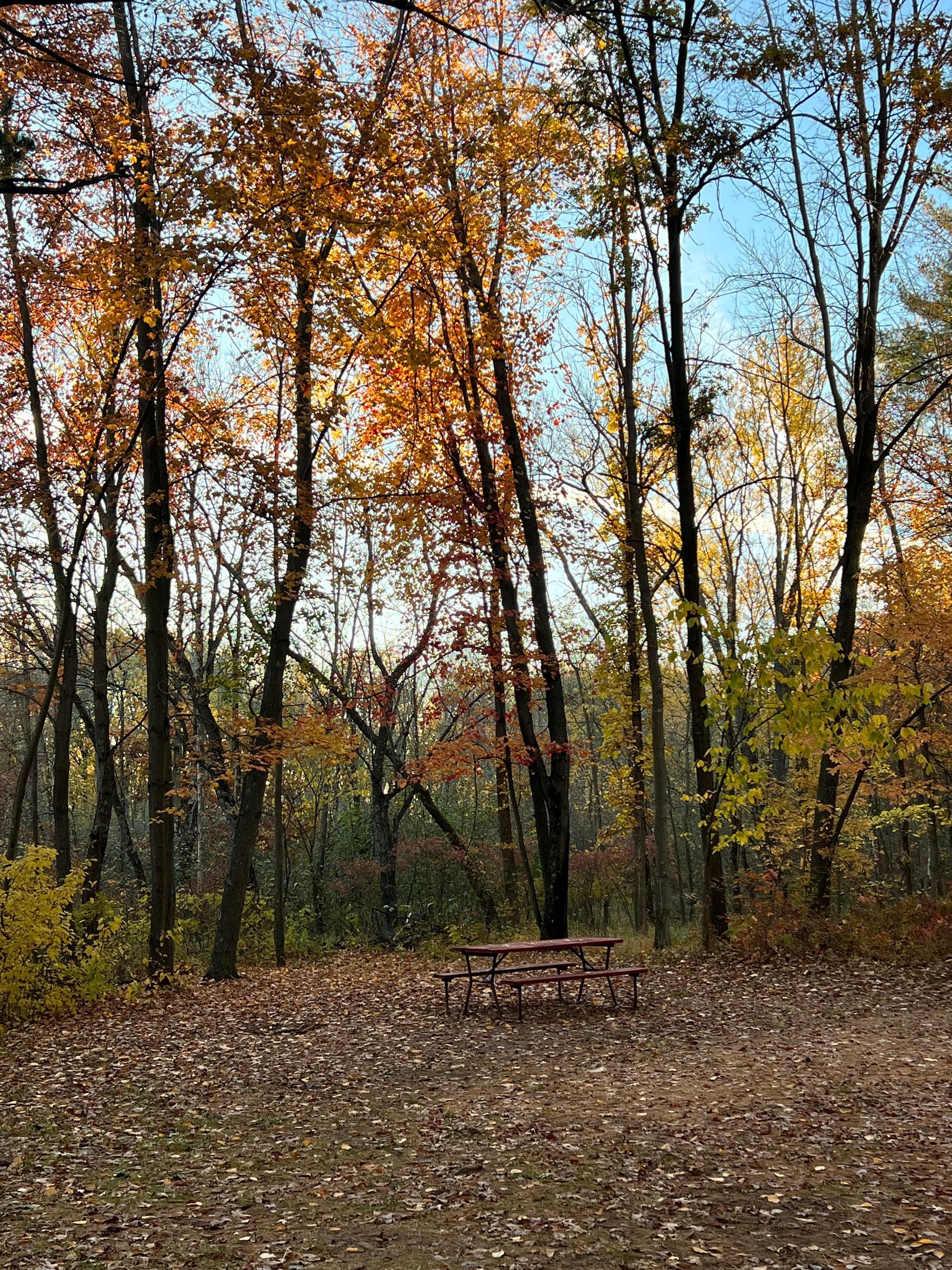 A picnic table in the middle of a forest with trees covered in leaves.