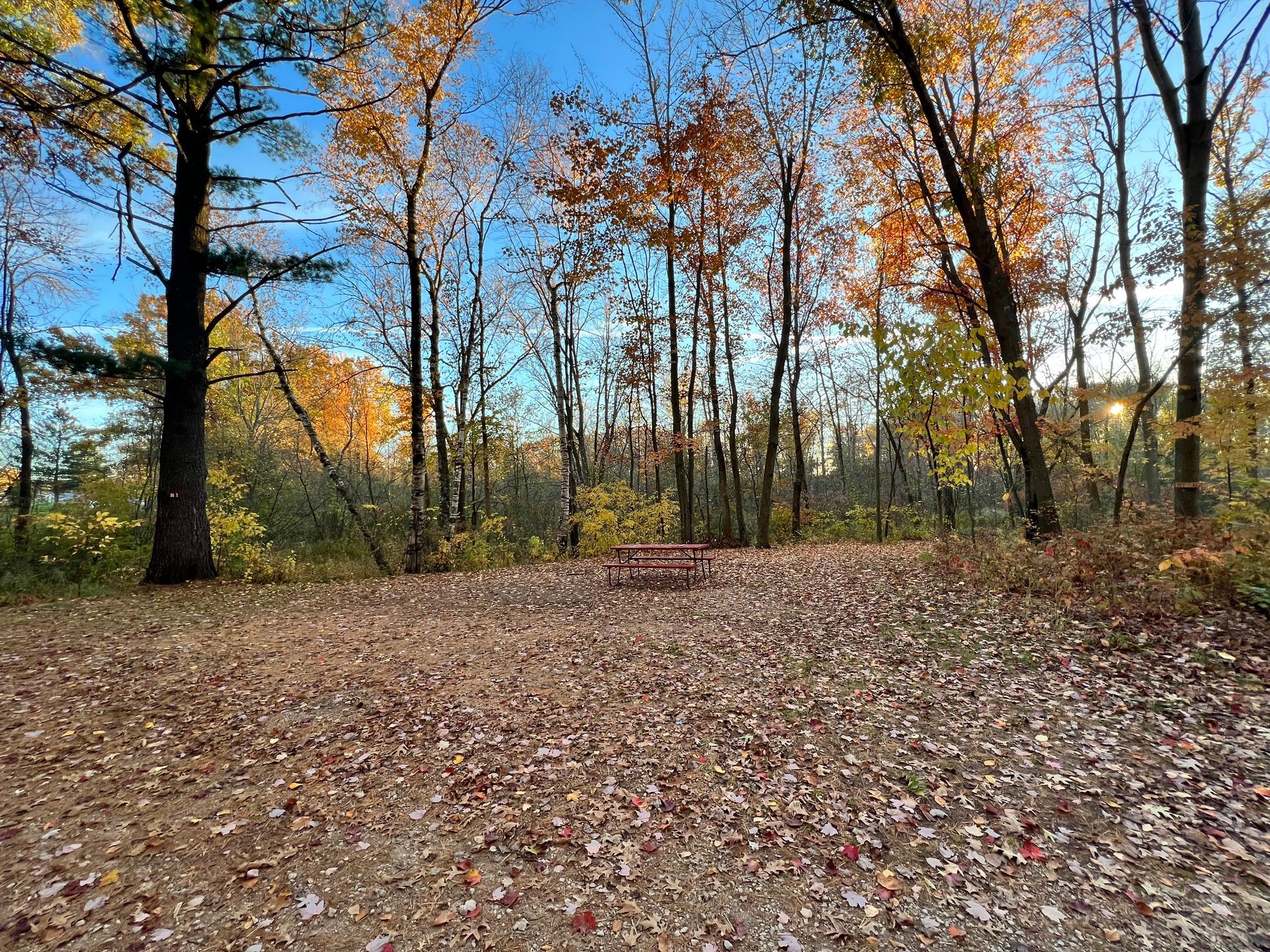 A picnic table in the middle of a forest covered in leaves.