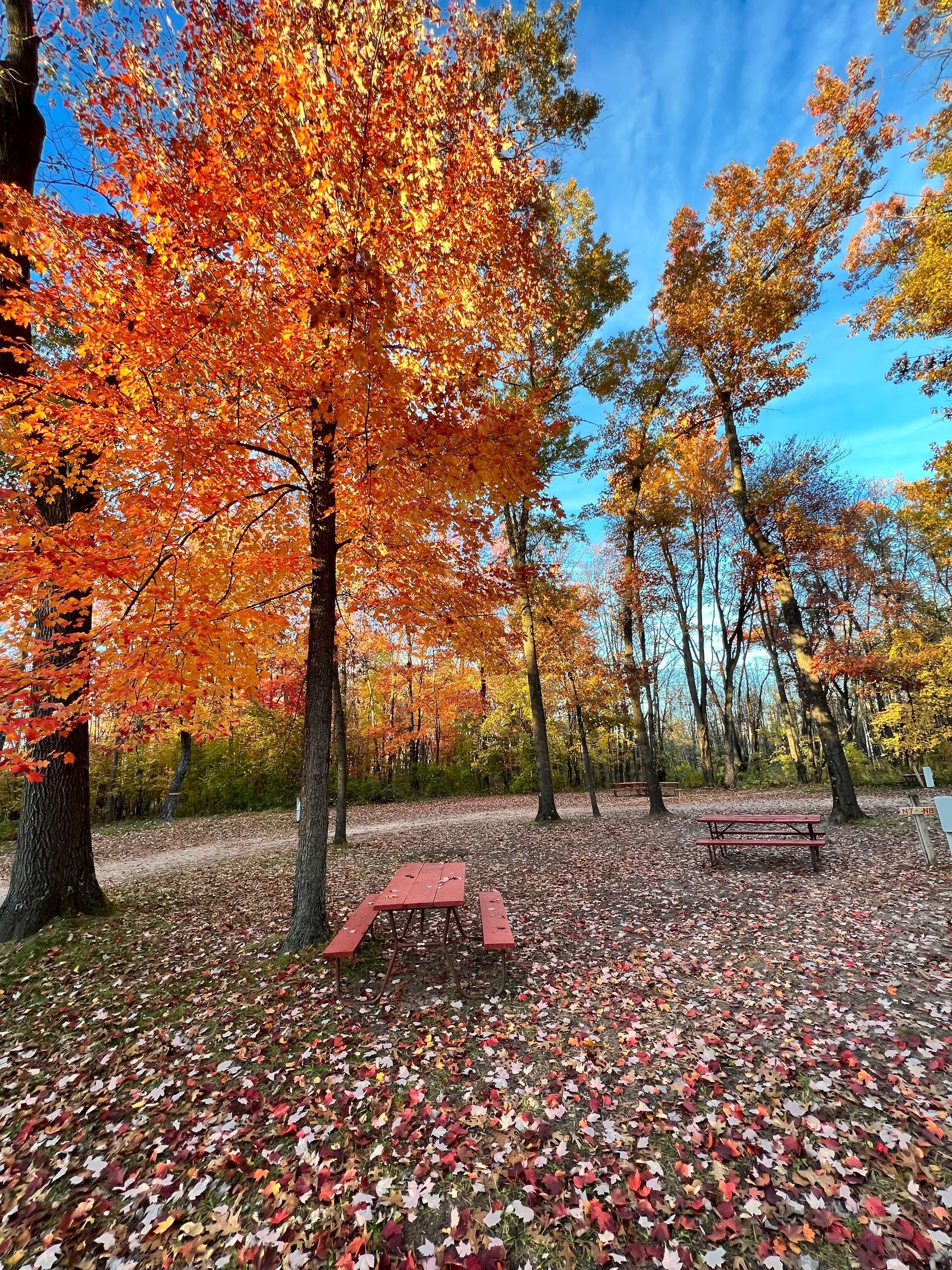 A picnic table in a park surrounded by trees covered in leaves.