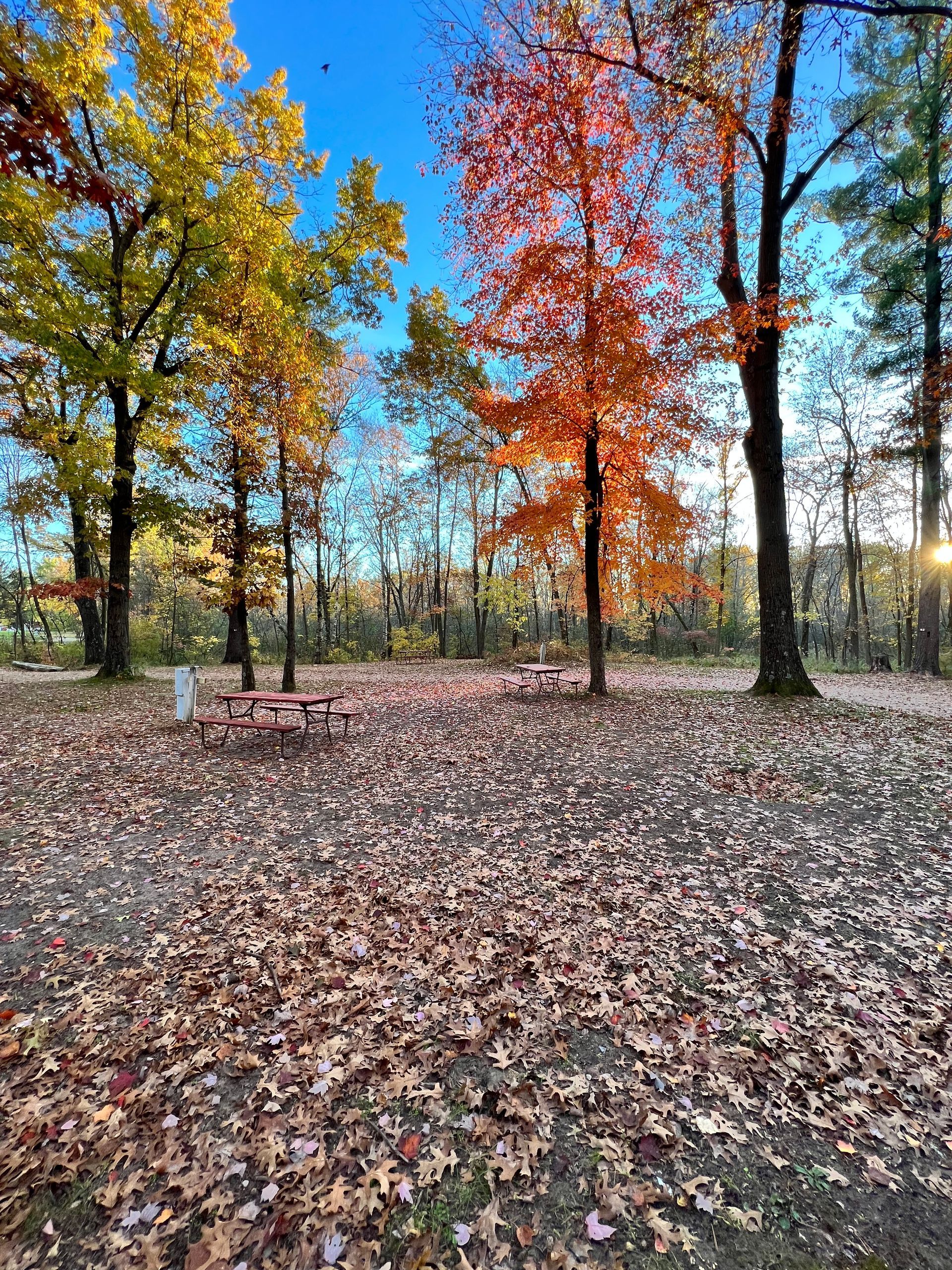 A picnic table in a park surrounded by trees with leaves on the ground.
