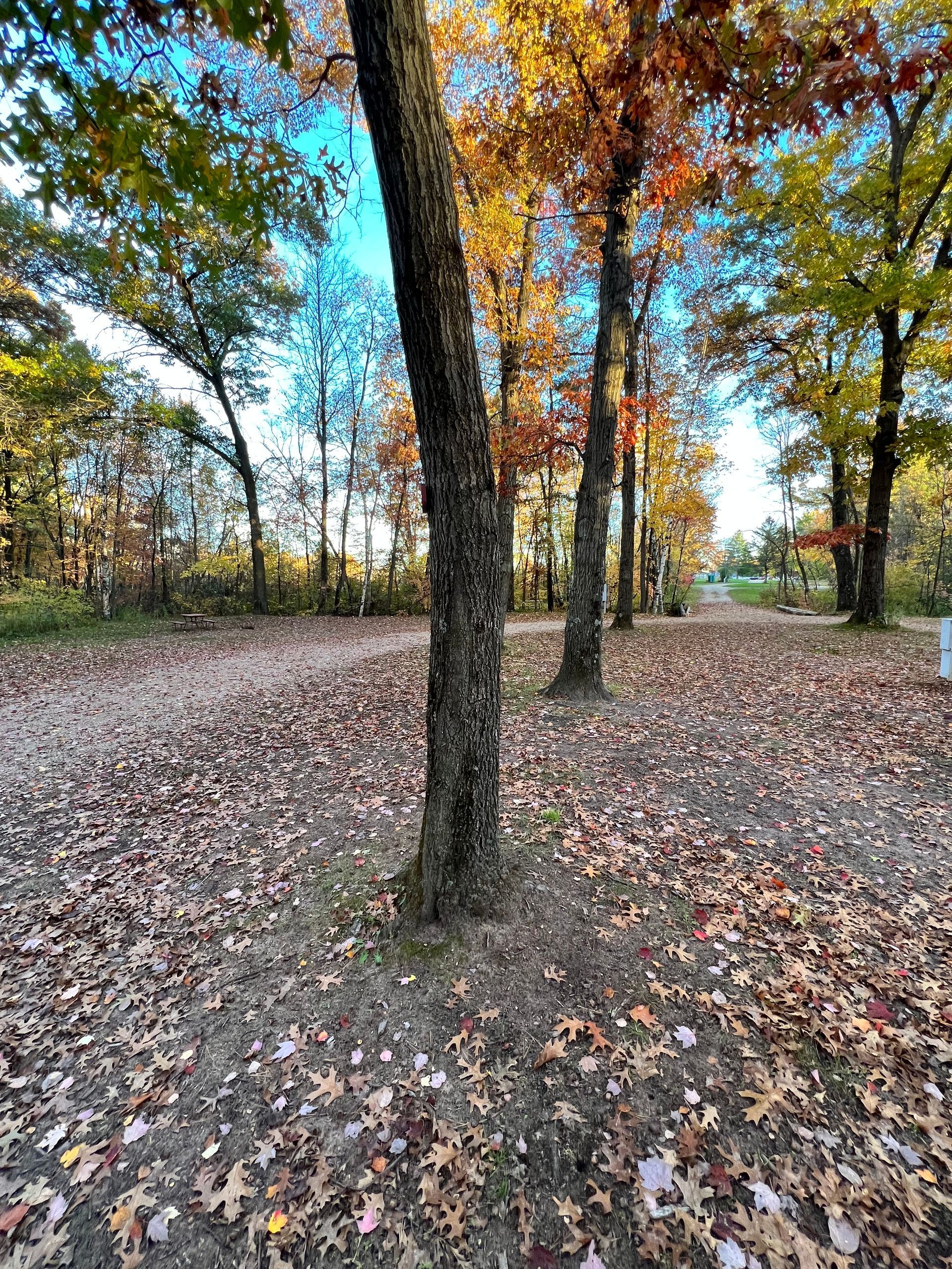 There are a lot of leaves on the ground in the woods.