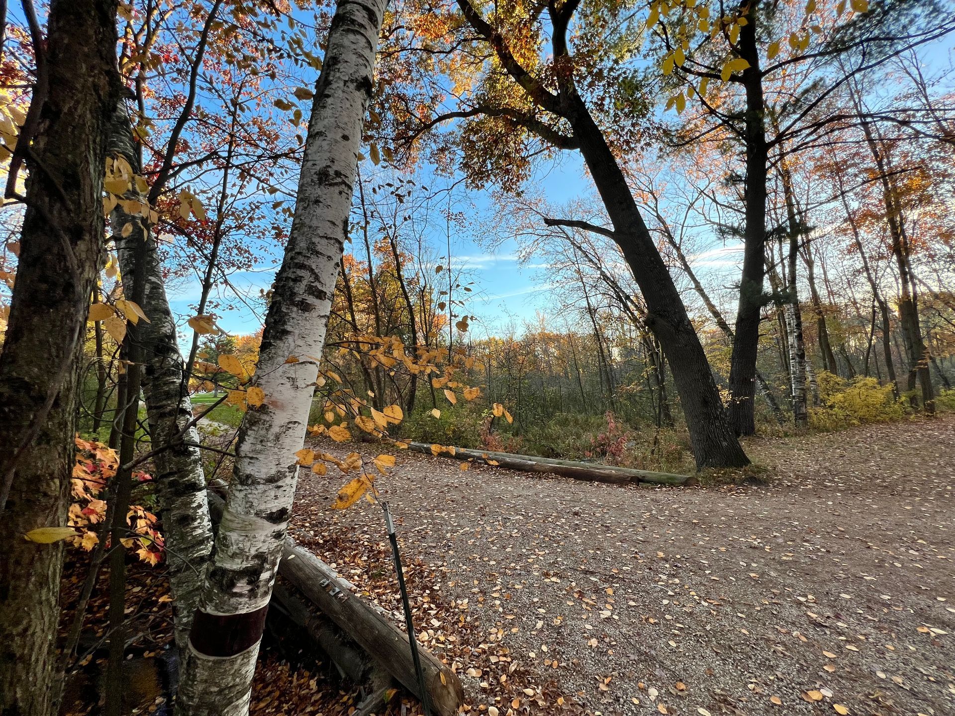 A tree in the middle of a forest with leaves on it.