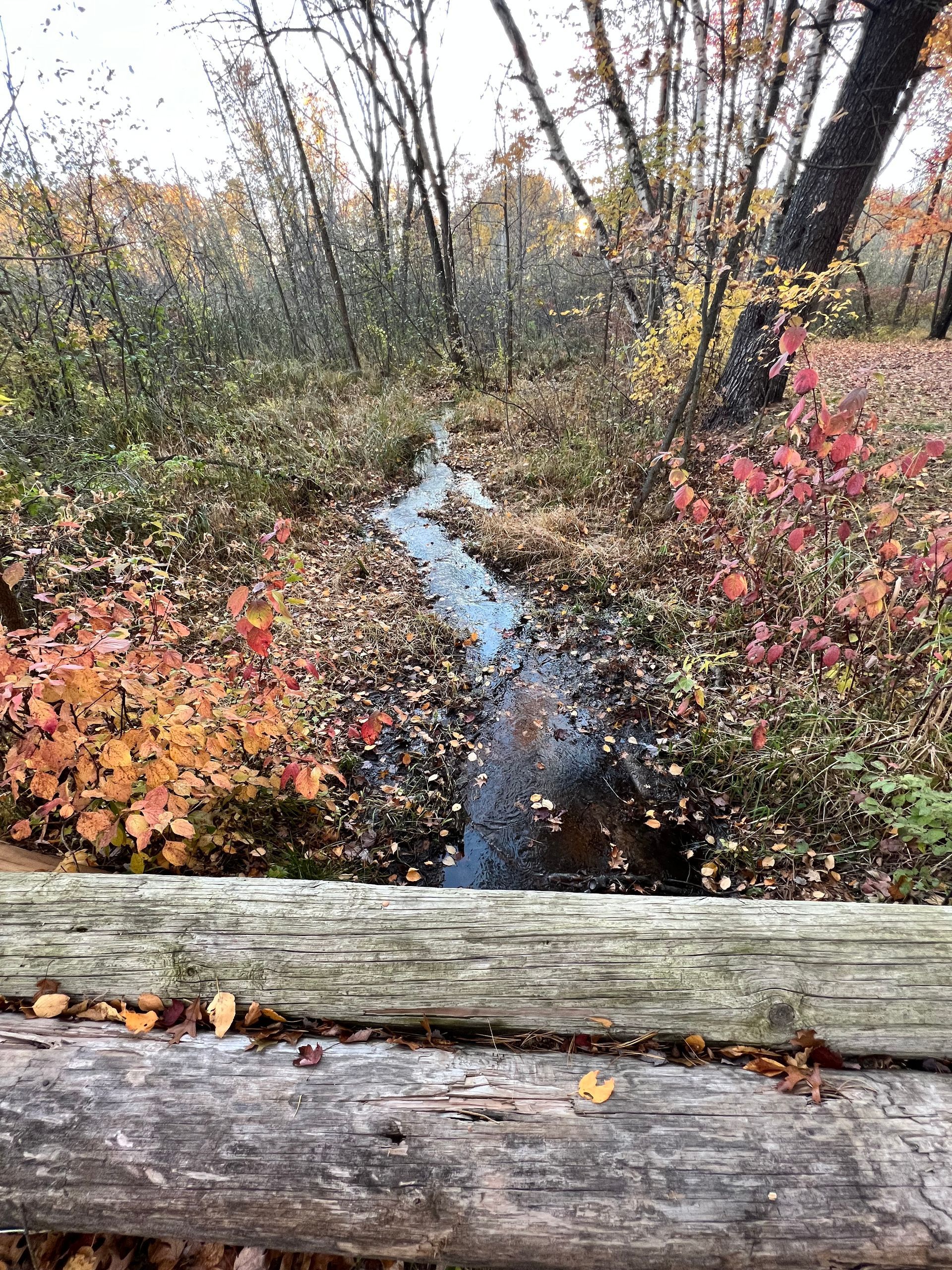 A small stream runs through a wooded area surrounded by trees and leaves.