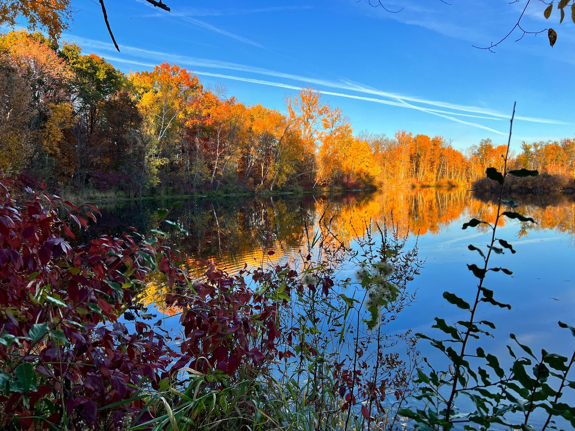 A lake surrounded by trees on a sunny day