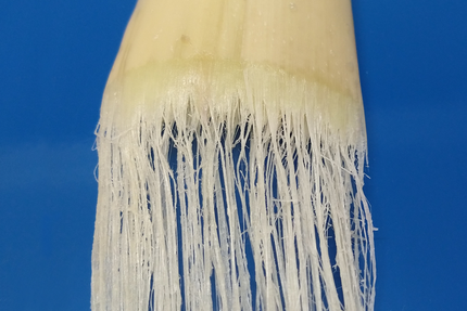 fibra bananeira