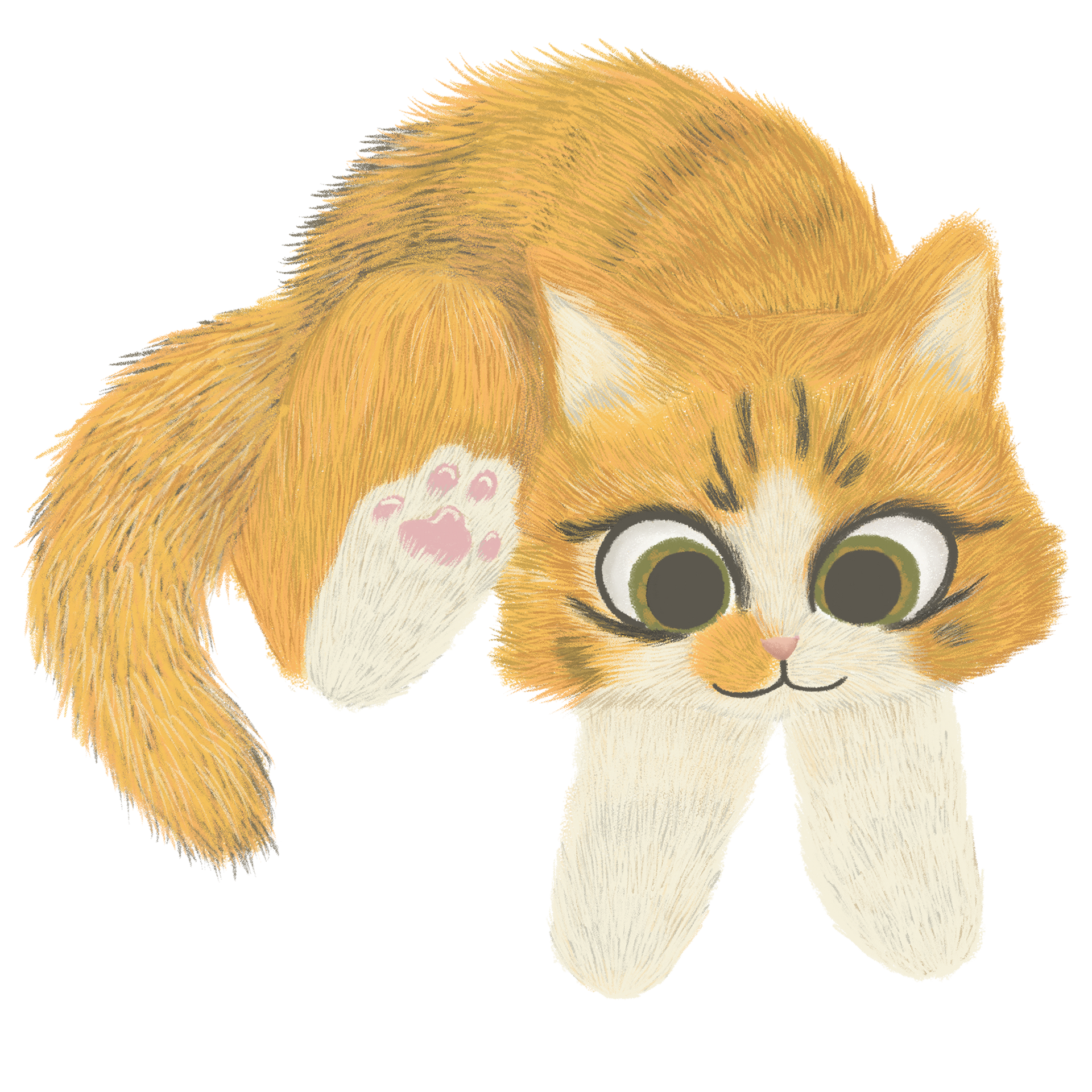 Orange tabby cat, arching back, scared expression, white paws, big eyes.