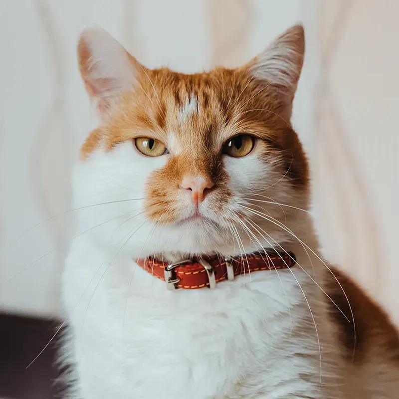 Orange and white cat wearing a red collar, looking directly at the viewer with a slight frown.