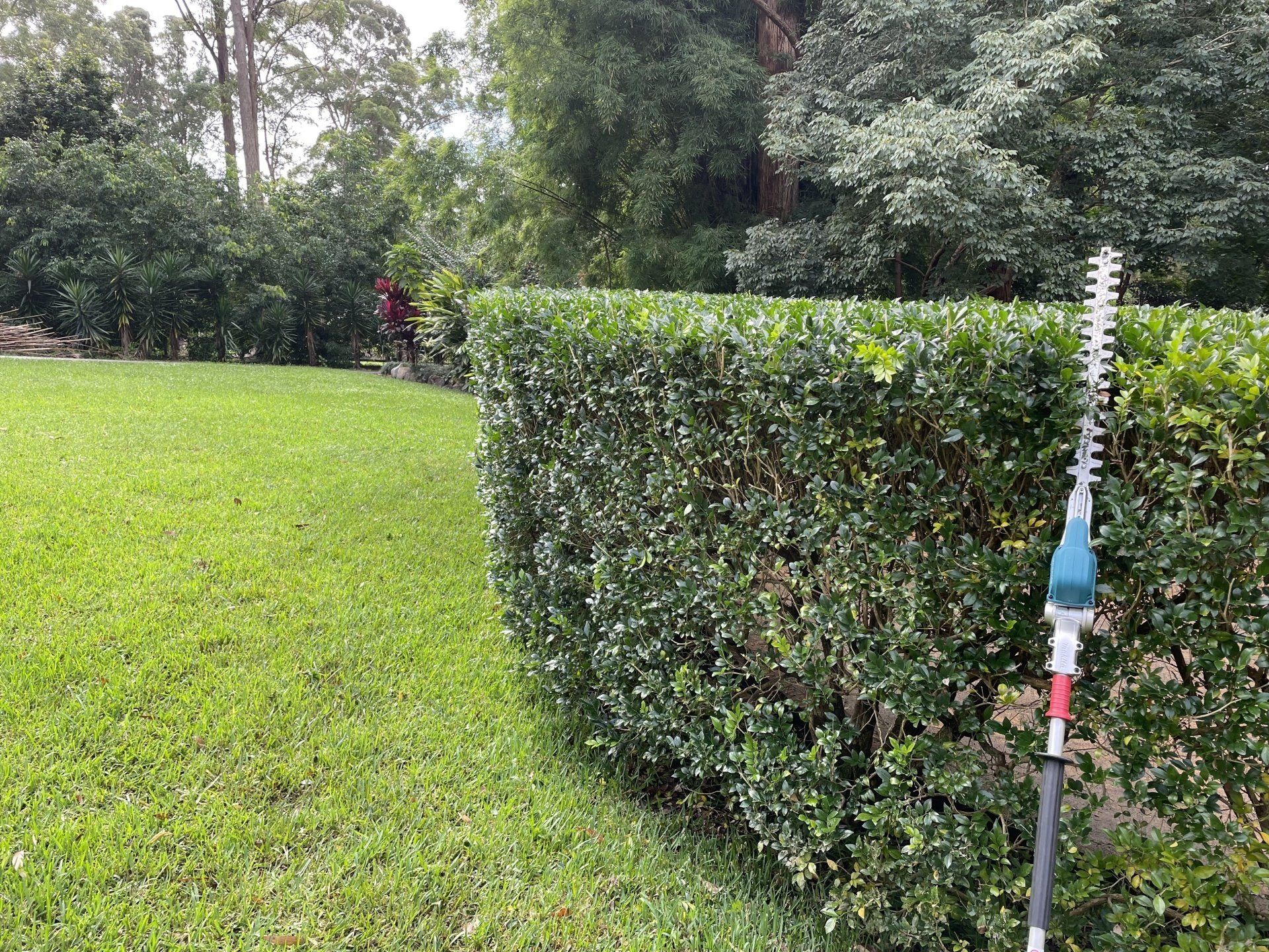 Electrical Hedge Trimmer — Lawn Care in Coffs Harbour, NSW