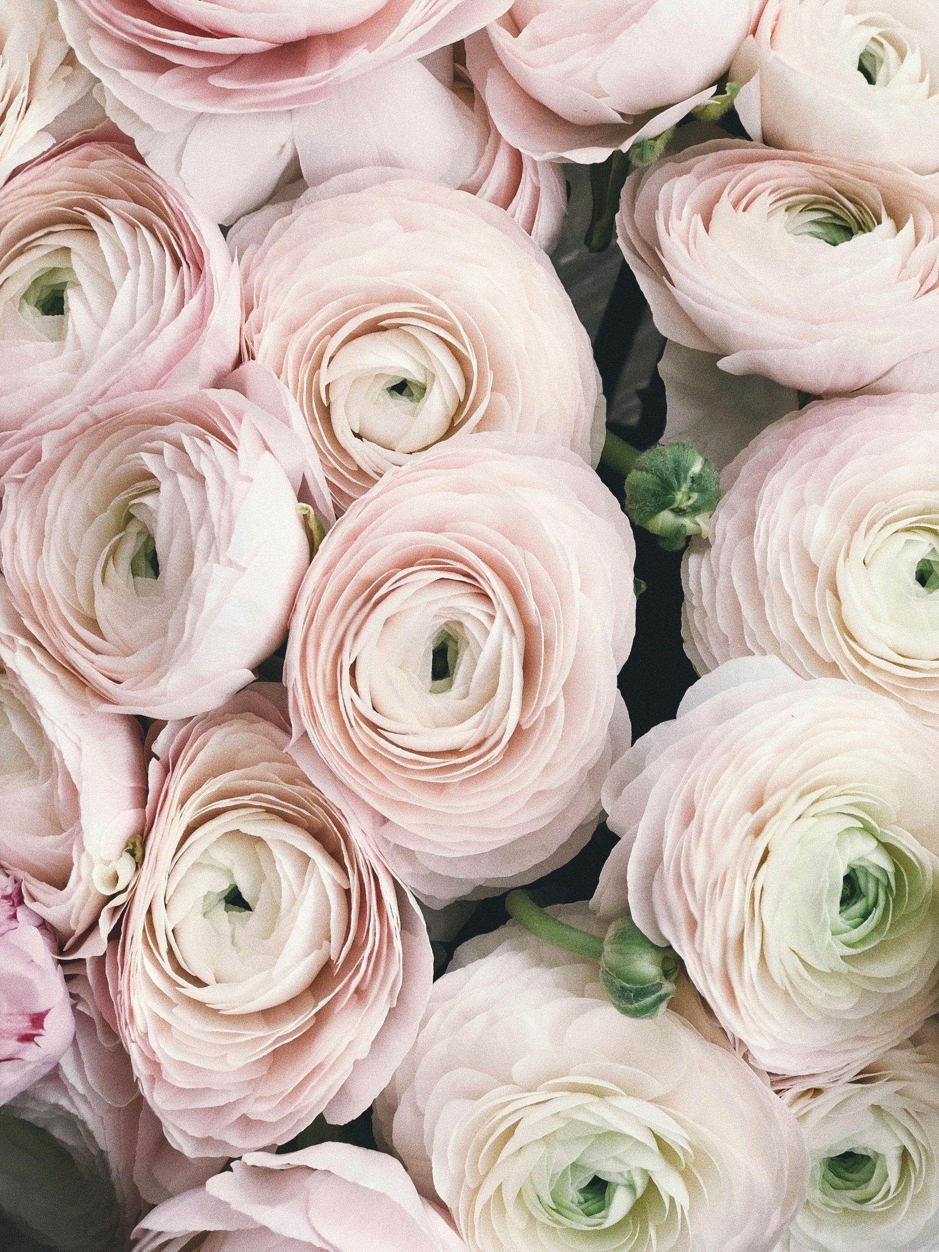 A close up of a bunch of pink and white flowers