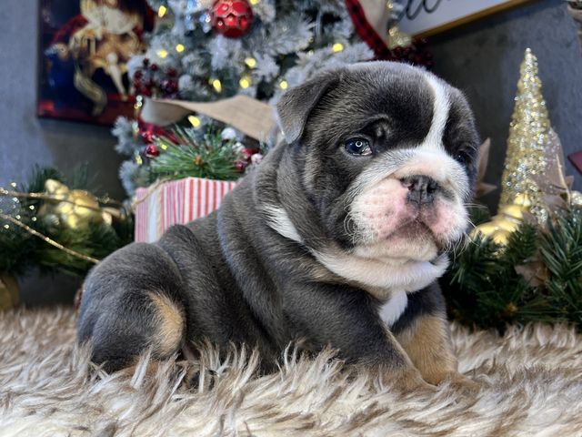 how much does a purebred english bulldog cost