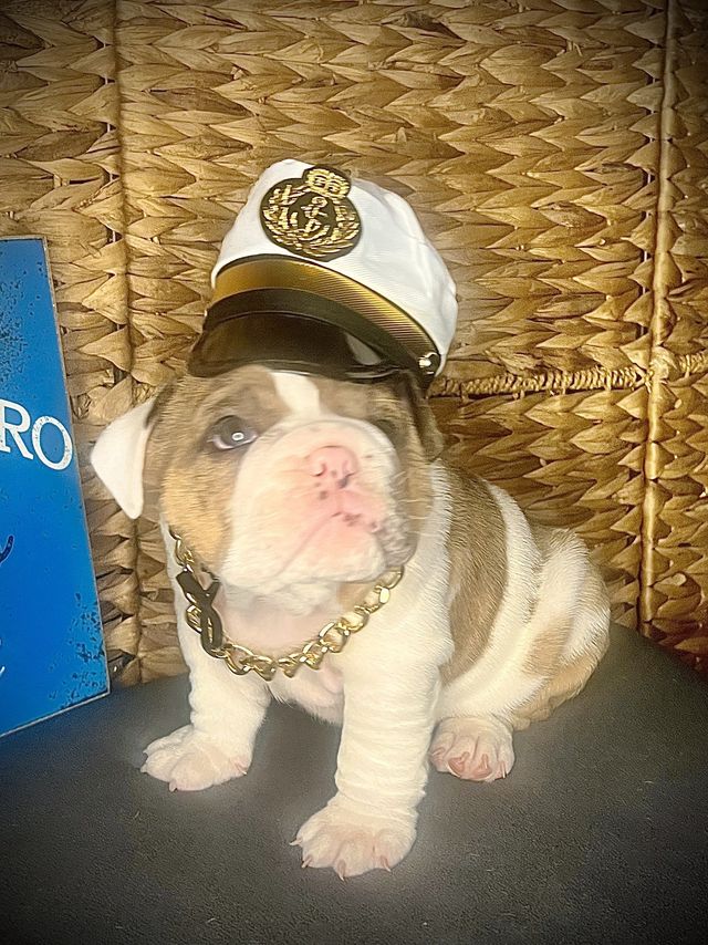 Cap it hot sale bulldog price