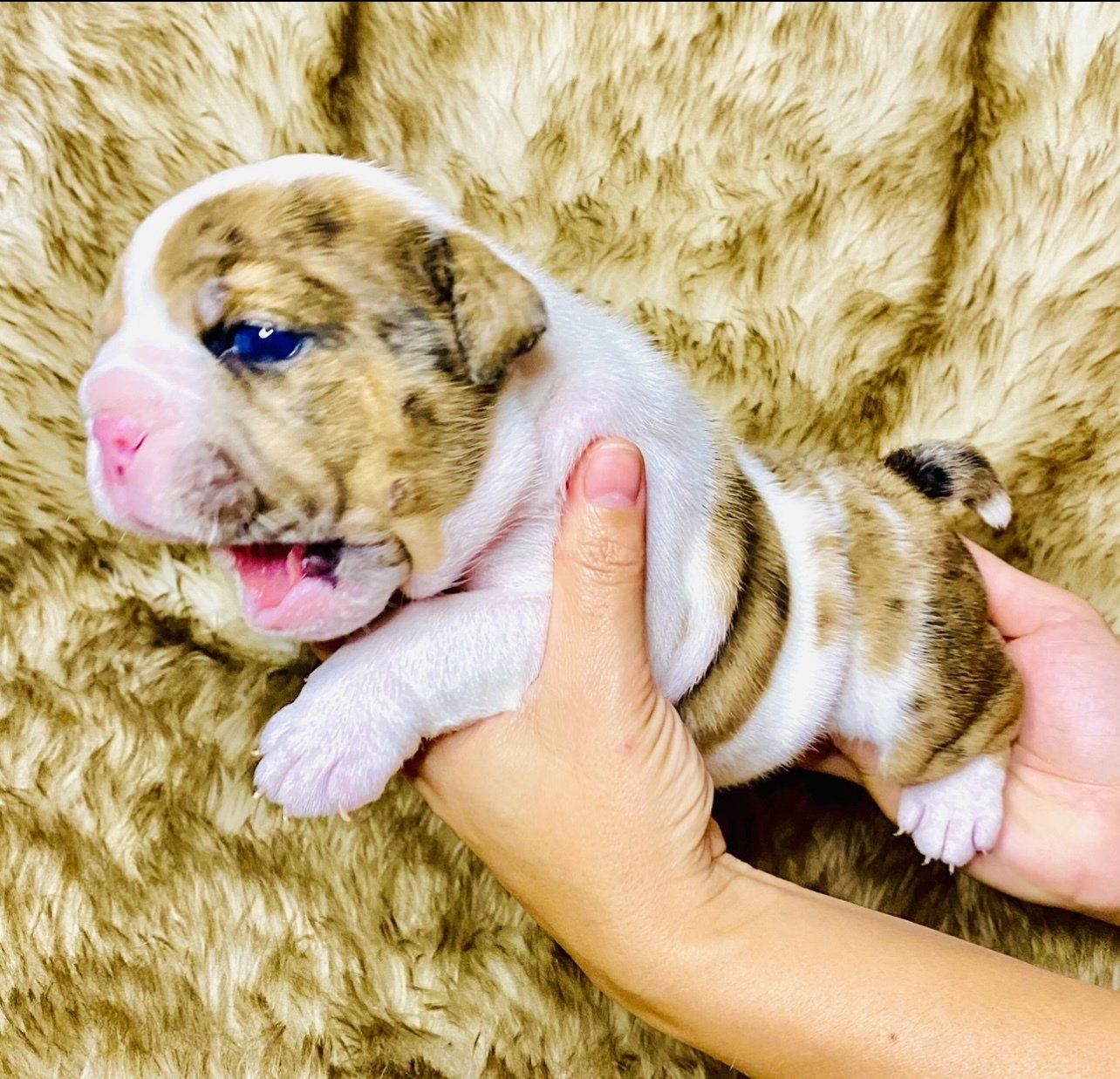 exotic luxury bulldog puppies for sale
