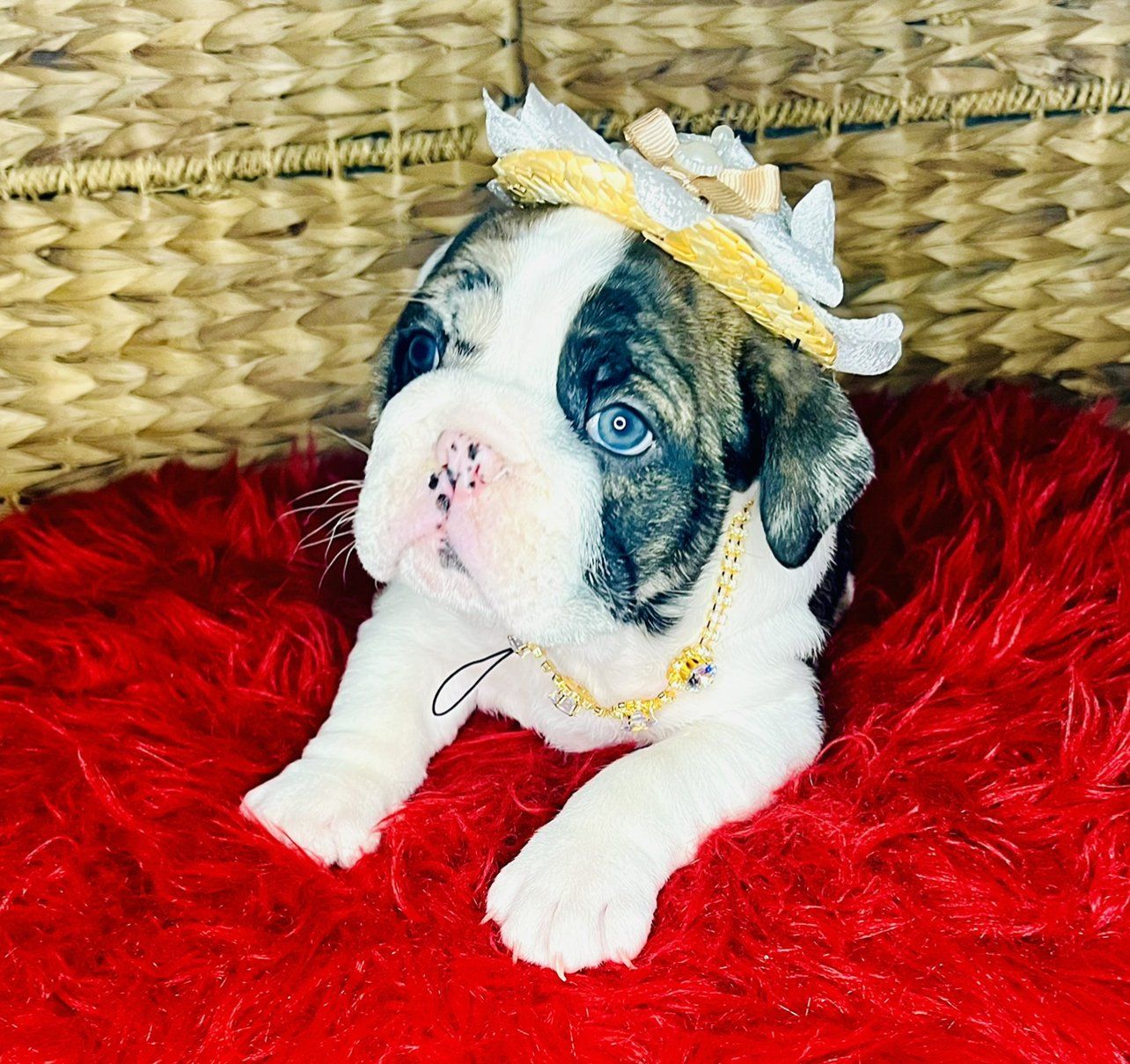 Incredibulls Luxury Exotic Bulldogs | Exotic Bulldog Puppies For Sale