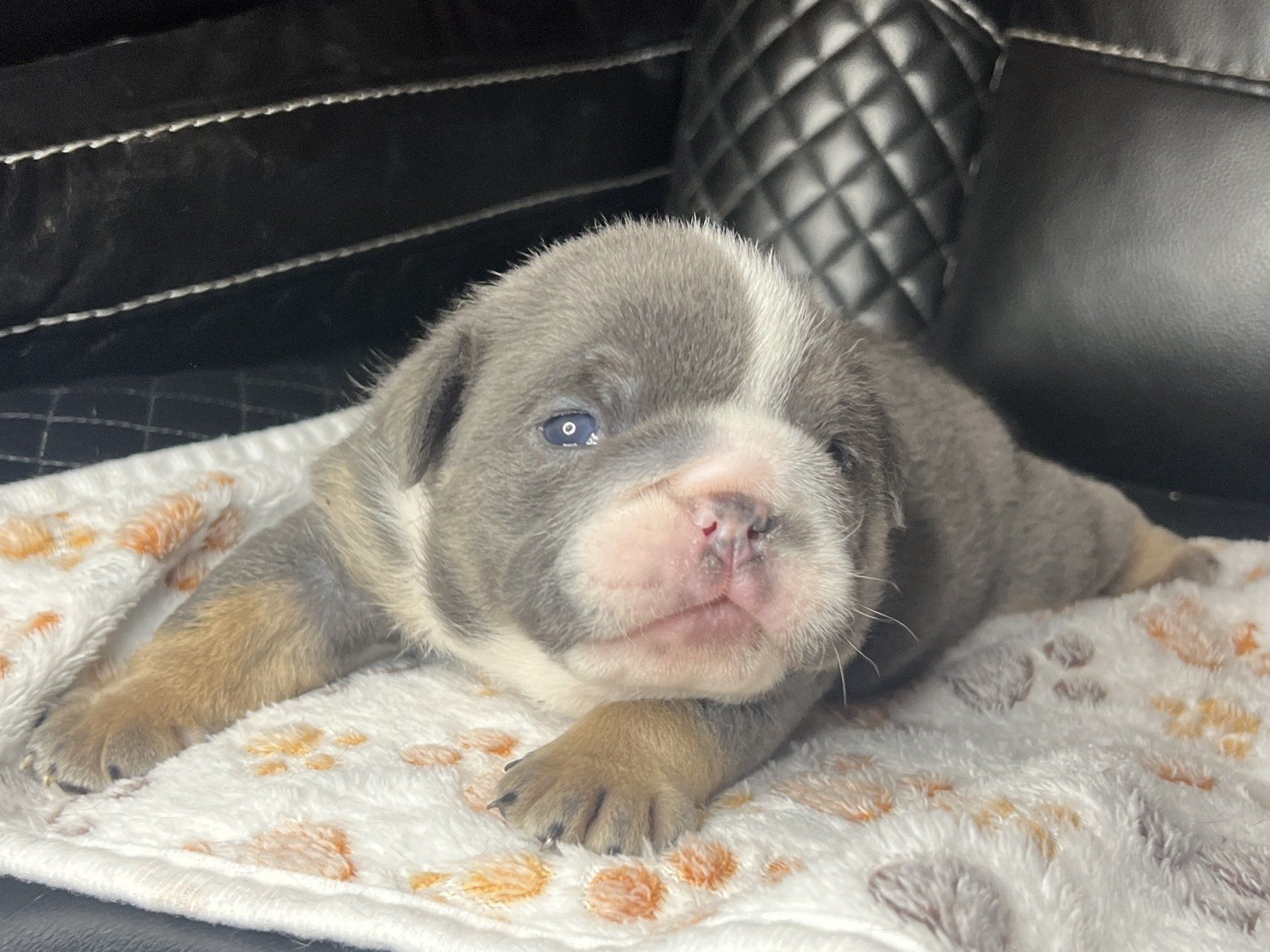 Incredibulls Luxury Exotic Bulldogs | Exotic Bulldog Puppies For Sale