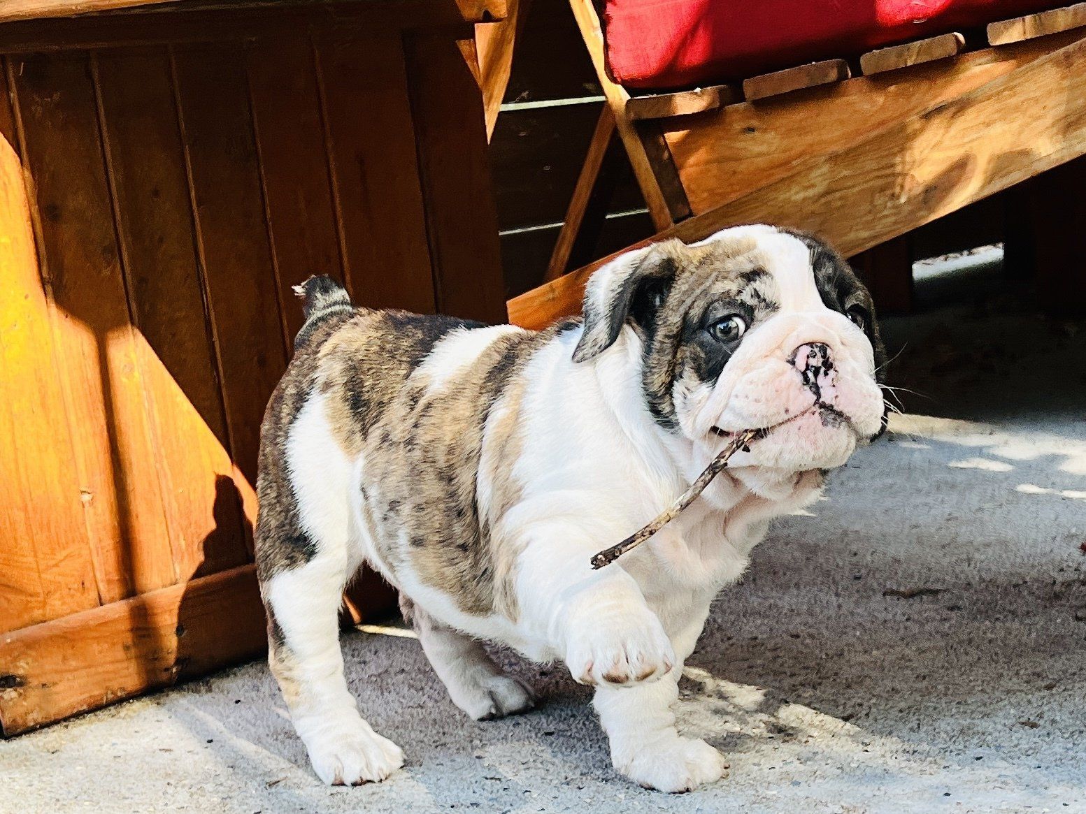 Incredibulls Luxury Exotic Bulldogs | Exotic Bulldog Puppies For Sale