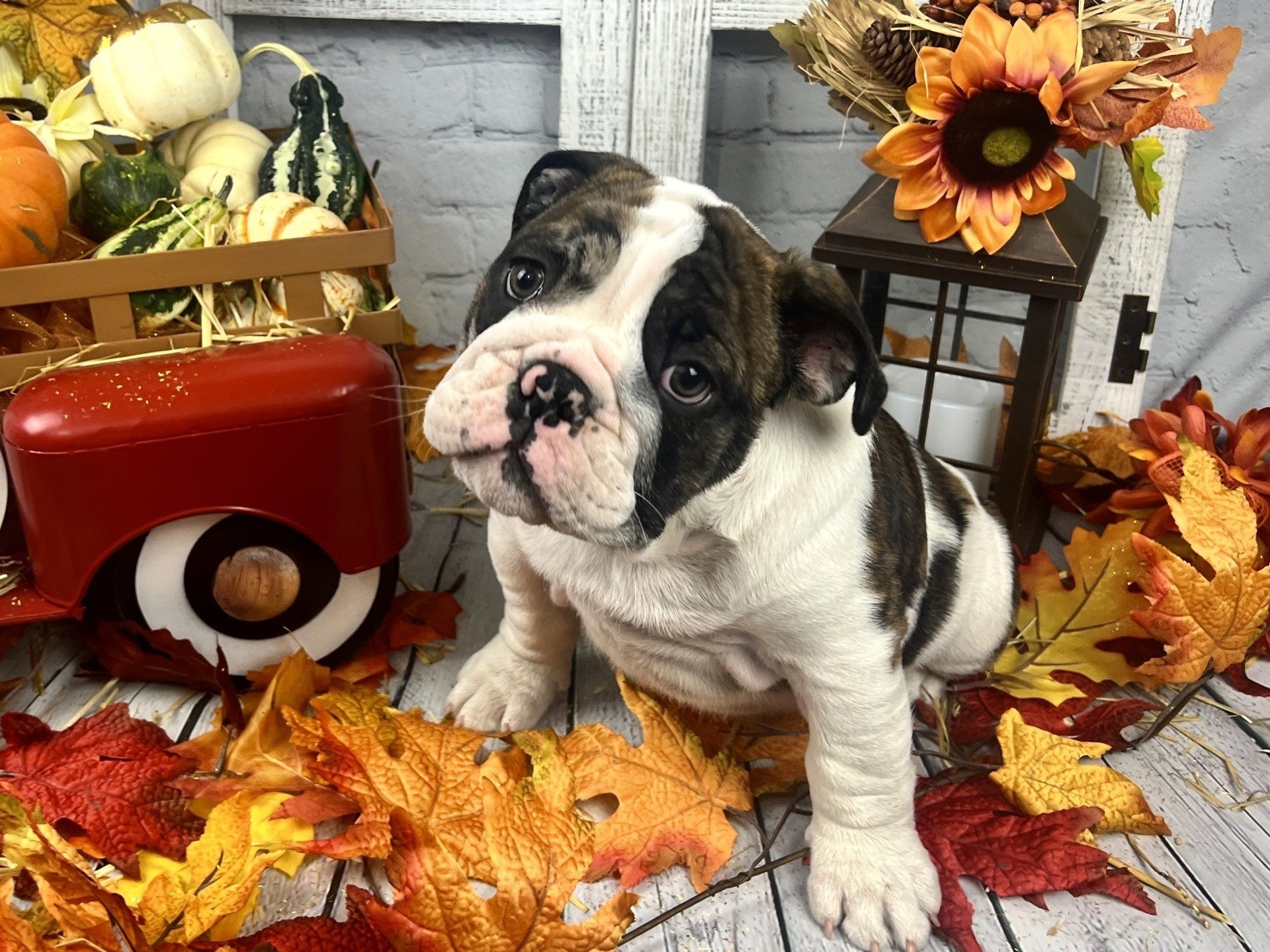exotic luxury bulldog puppies for sale