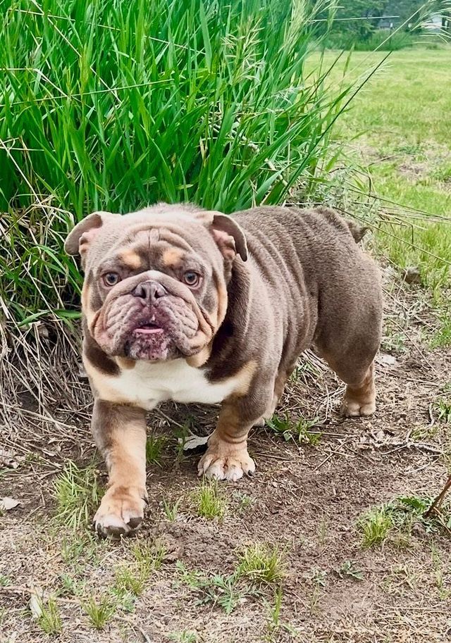 English Bulldogge Tri Bulldog Puppies For Sale Boston Bulldog Mix