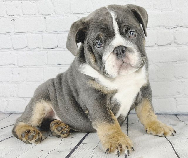 Mini Blue English Bulldog