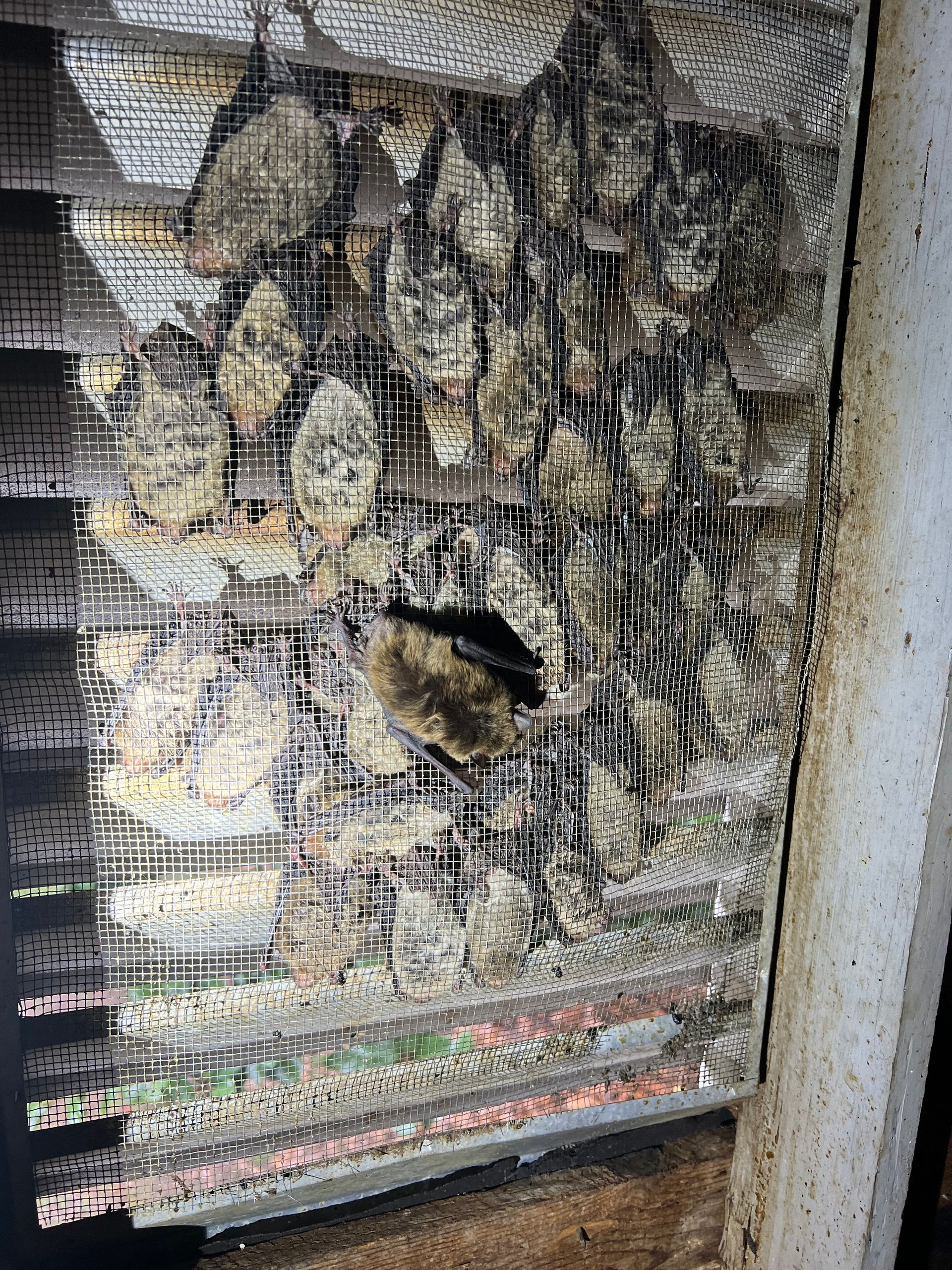 Rat Removal Chattanooga TN