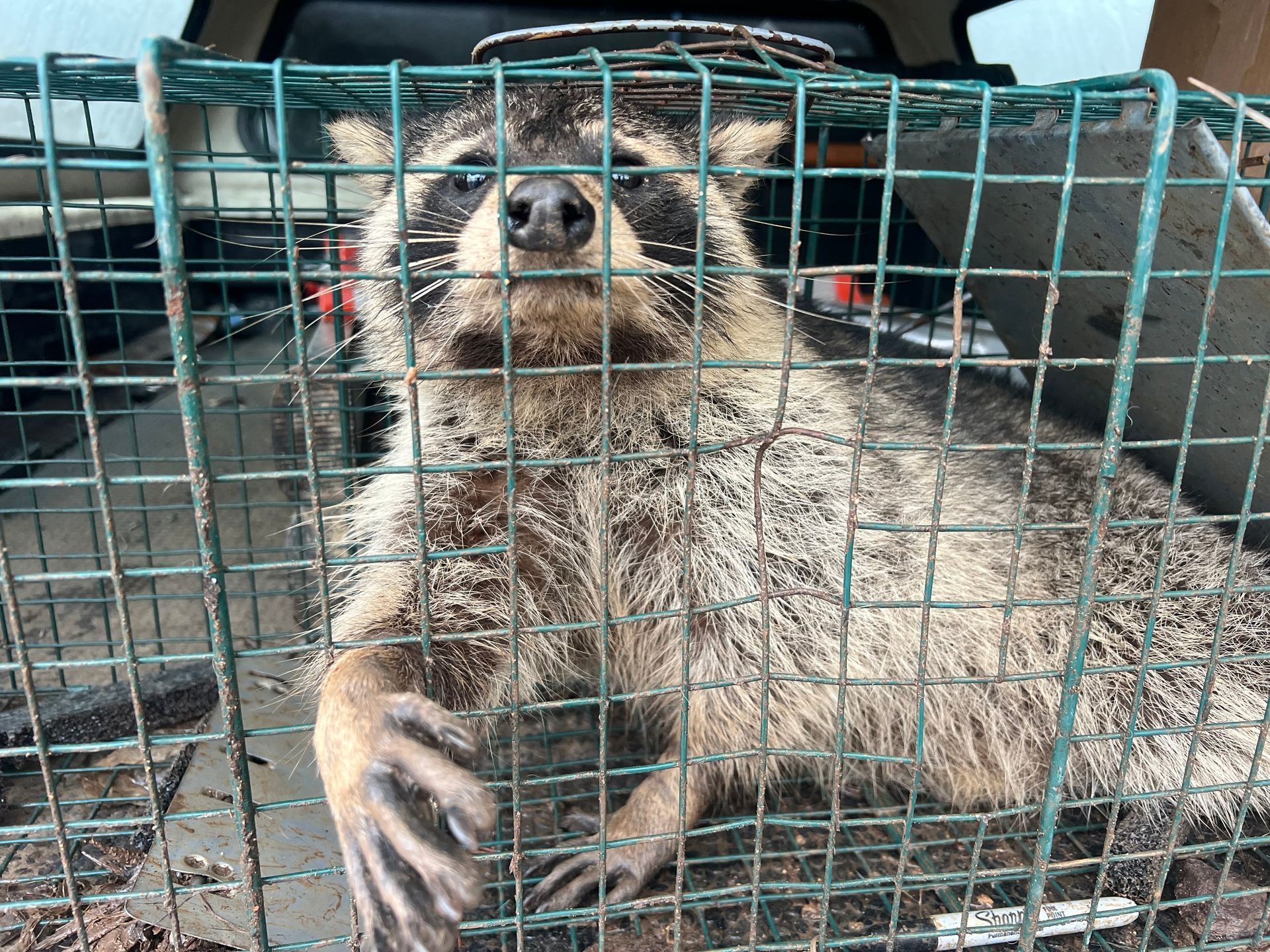 Raccoon Removal Chattanooga TN