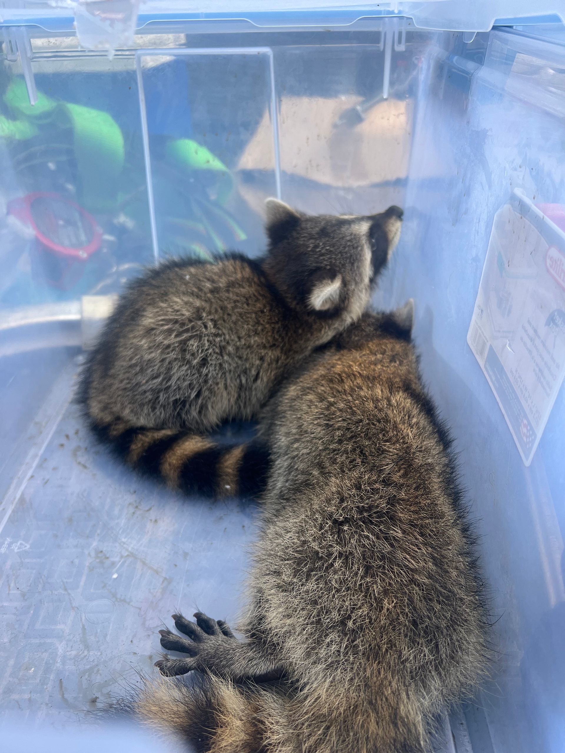 squirrel removal chattanooga tn squirrel removal chattanooga tn