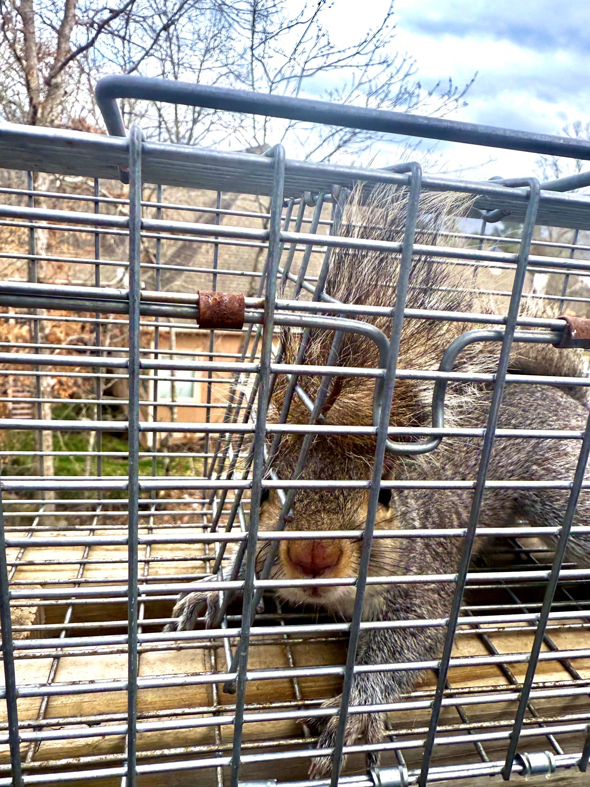 Groundhog Removal Chattanooga TN