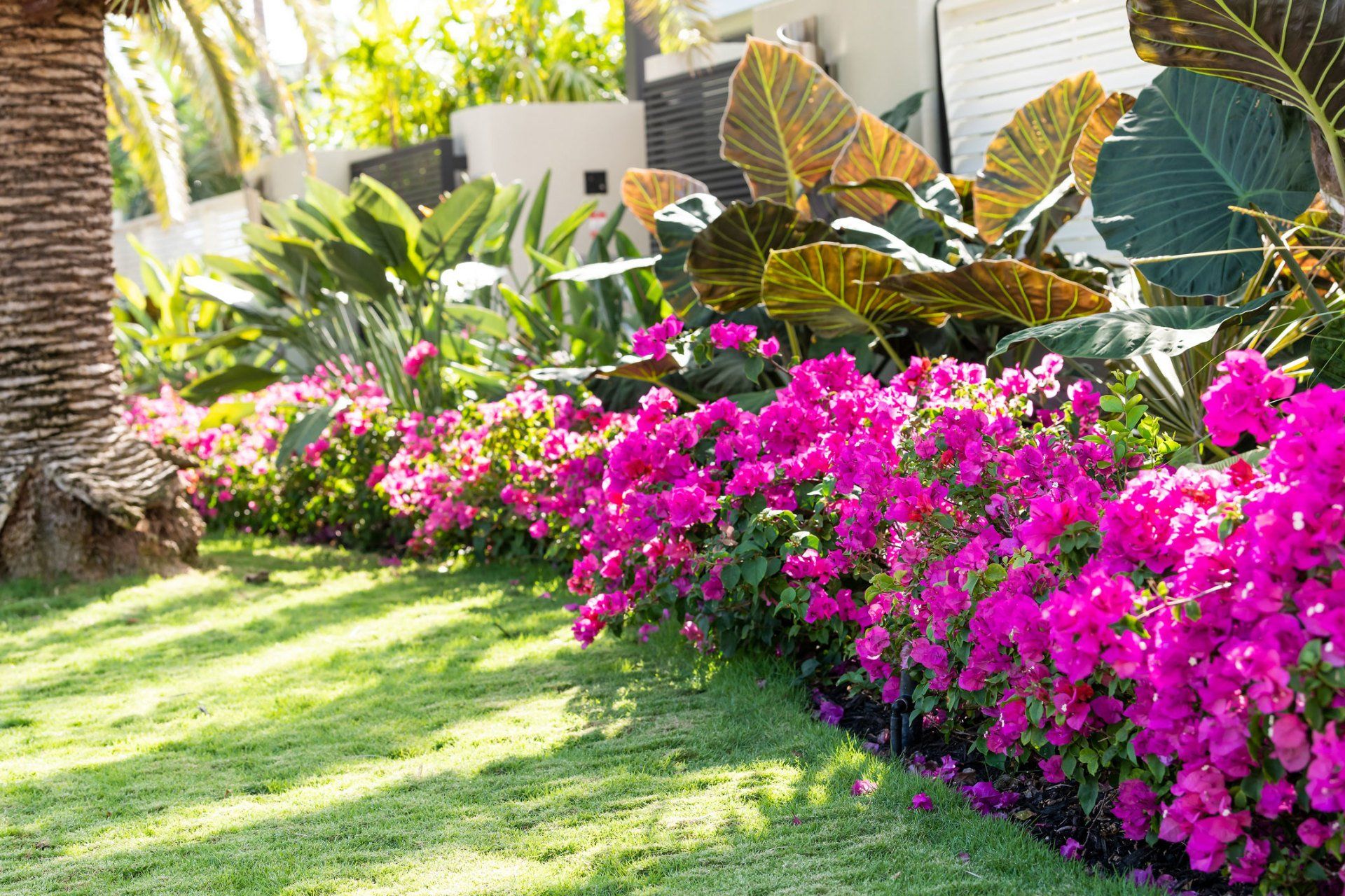 Pink Bougainvillea Flowers — Fort Myers, FL — Gulf Lawns & Tree Service