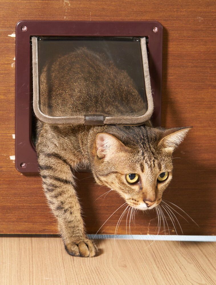 A Cat is Sticking Its Head Through a Cat Door — Pelican Glass in Swansea, NSW